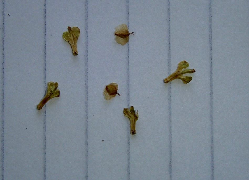 Image of Betula ermanii var. ermanii