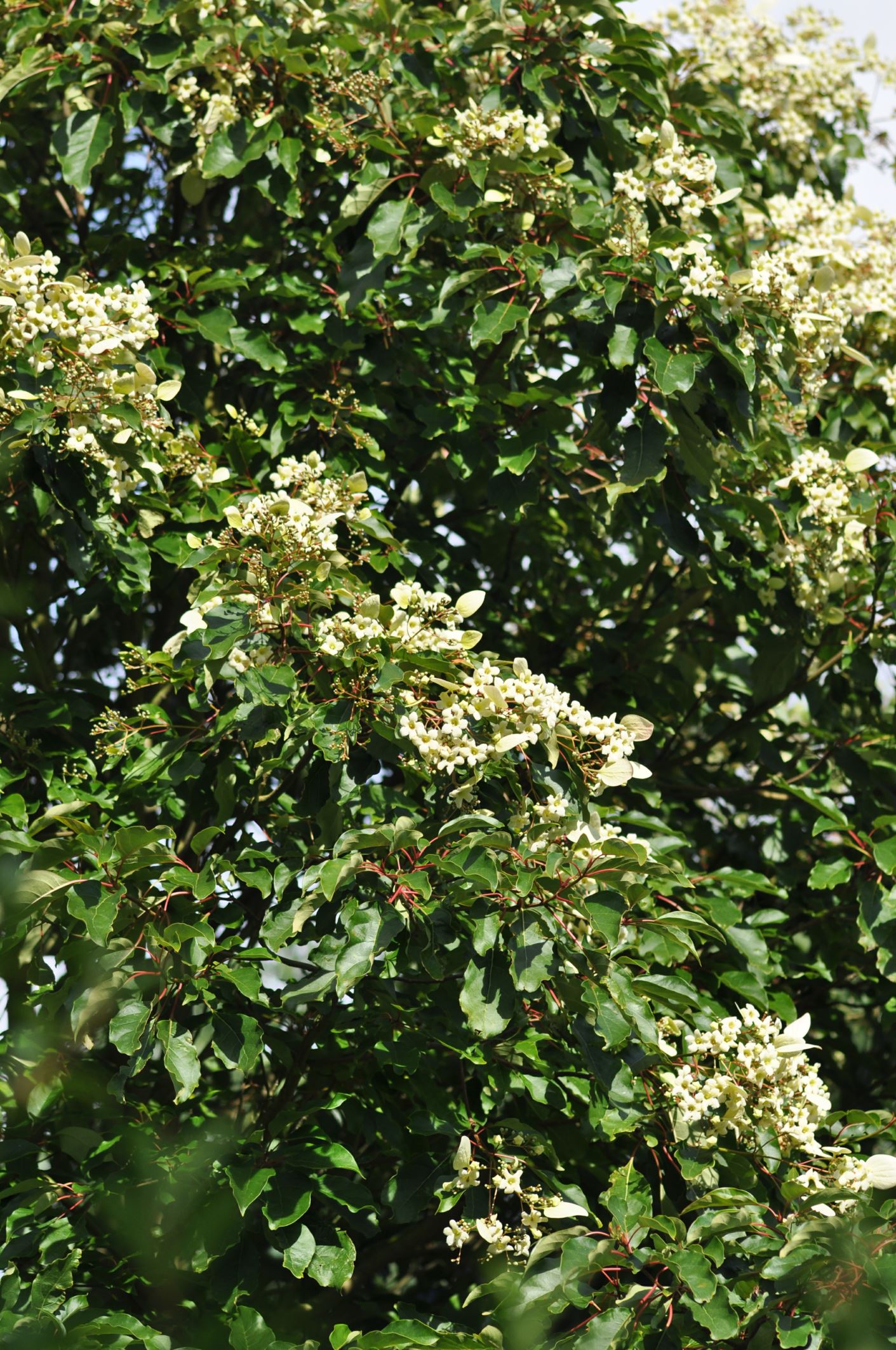 Image of Emmenopterys henryi