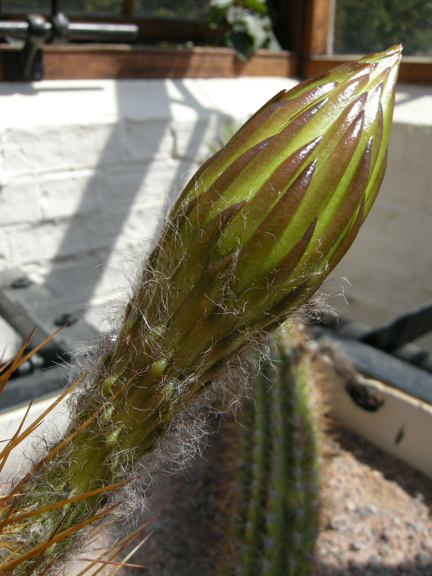 Image of Echinopsis atacamensis subsp. pasacana