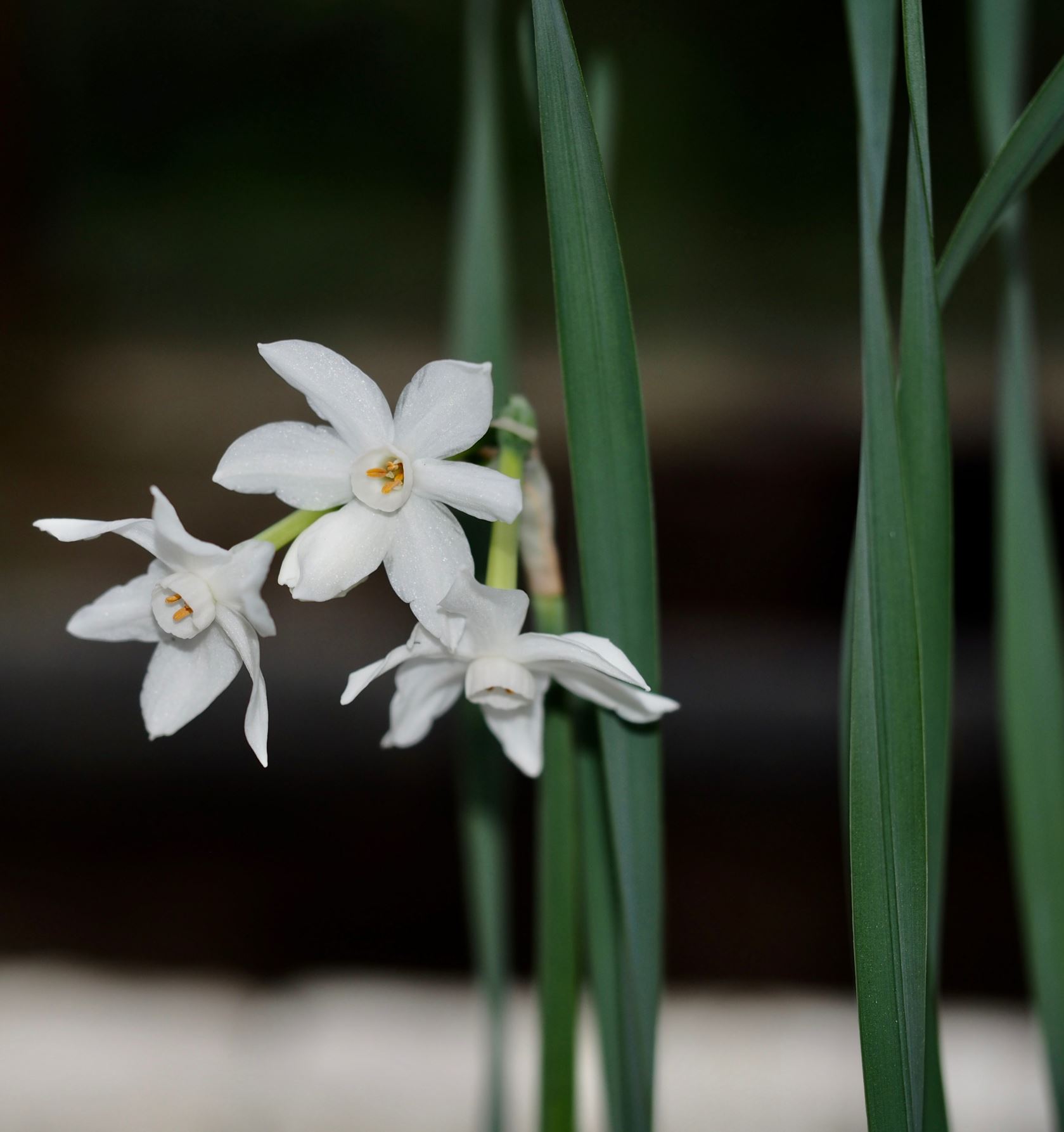 Image of Narcissus tazetta
