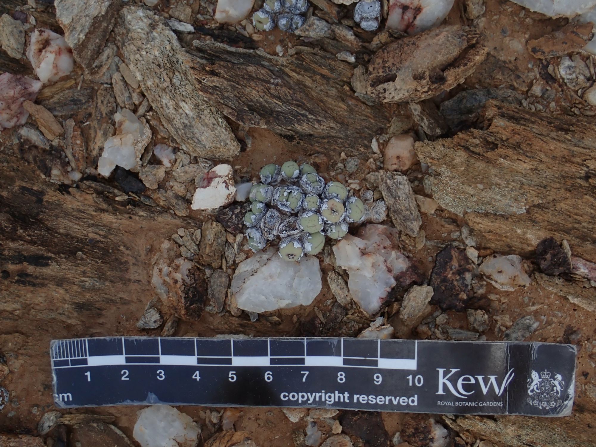 Image of Conophytum stevens-jonesianum