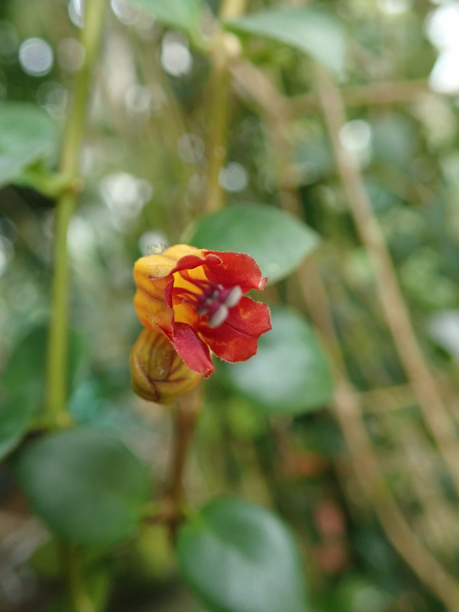 Image of Aeschynanthus dischidioides
