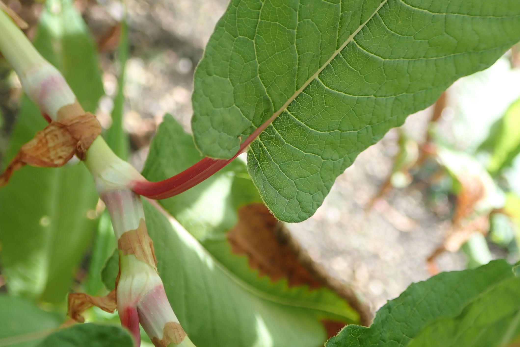 Image of Persicaria polystachya