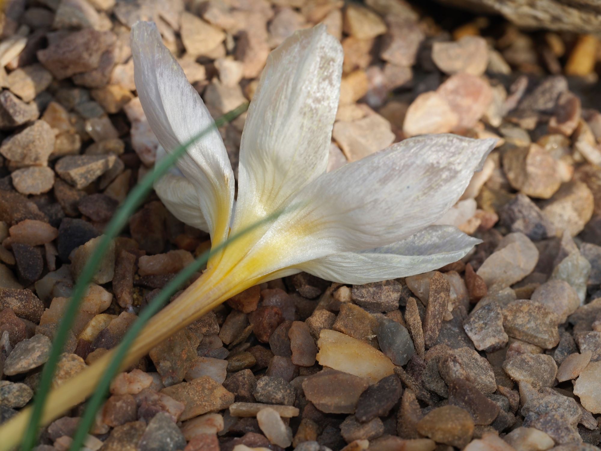 Image of Crocus niveus