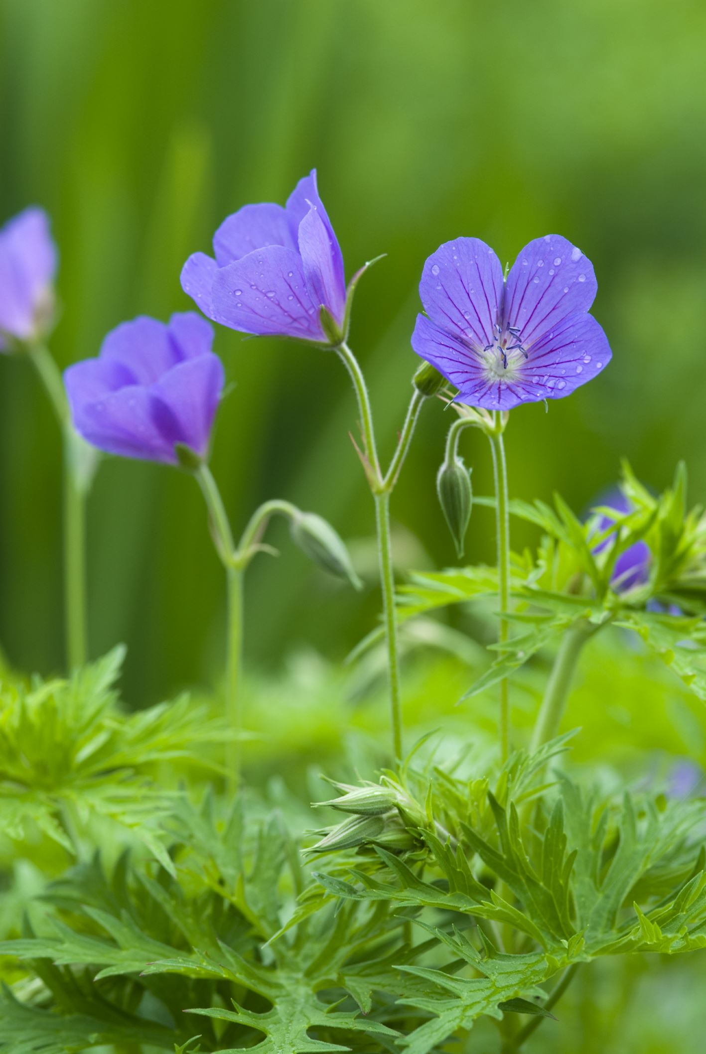 Image of Geranium 'Nimbus'