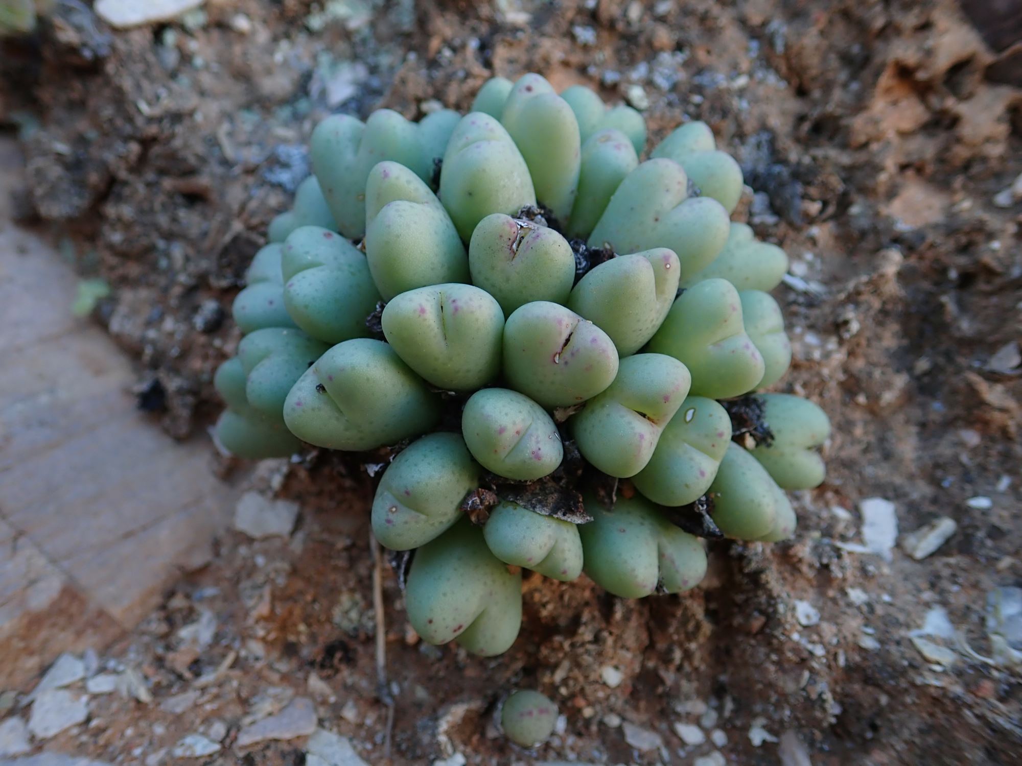 Image of Conophytum bilobum