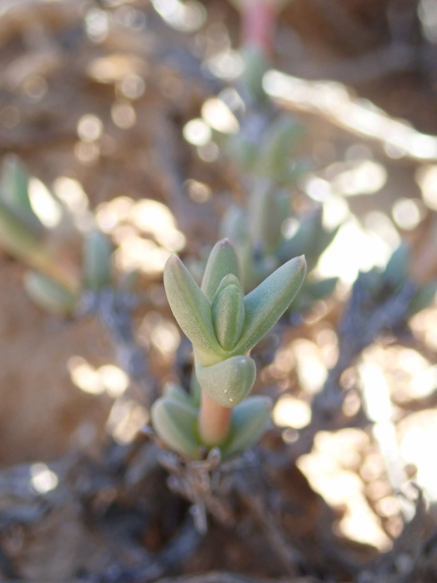 Image of Antimima sp.
