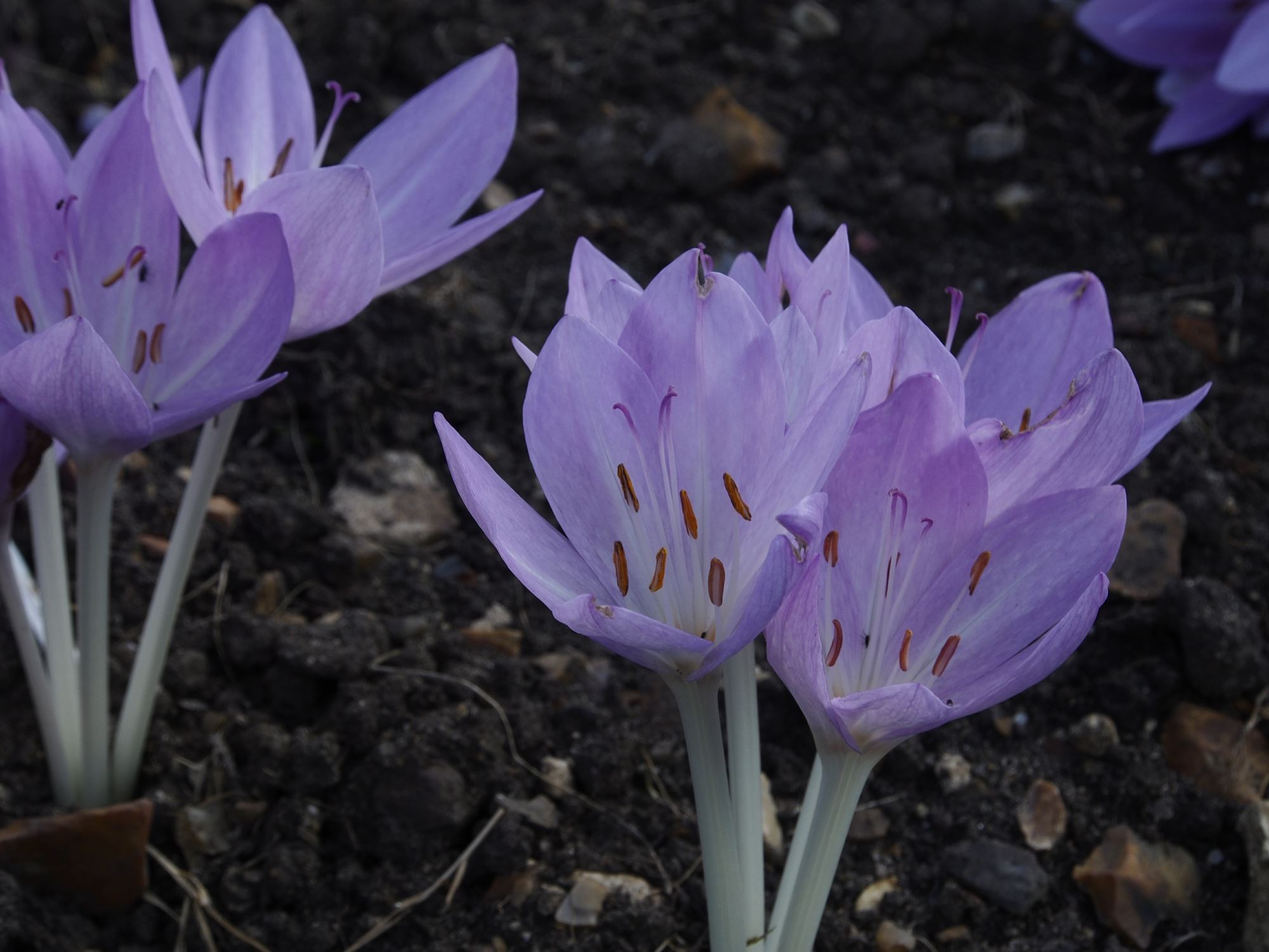 Image of Colchicum Ã— byzantinum