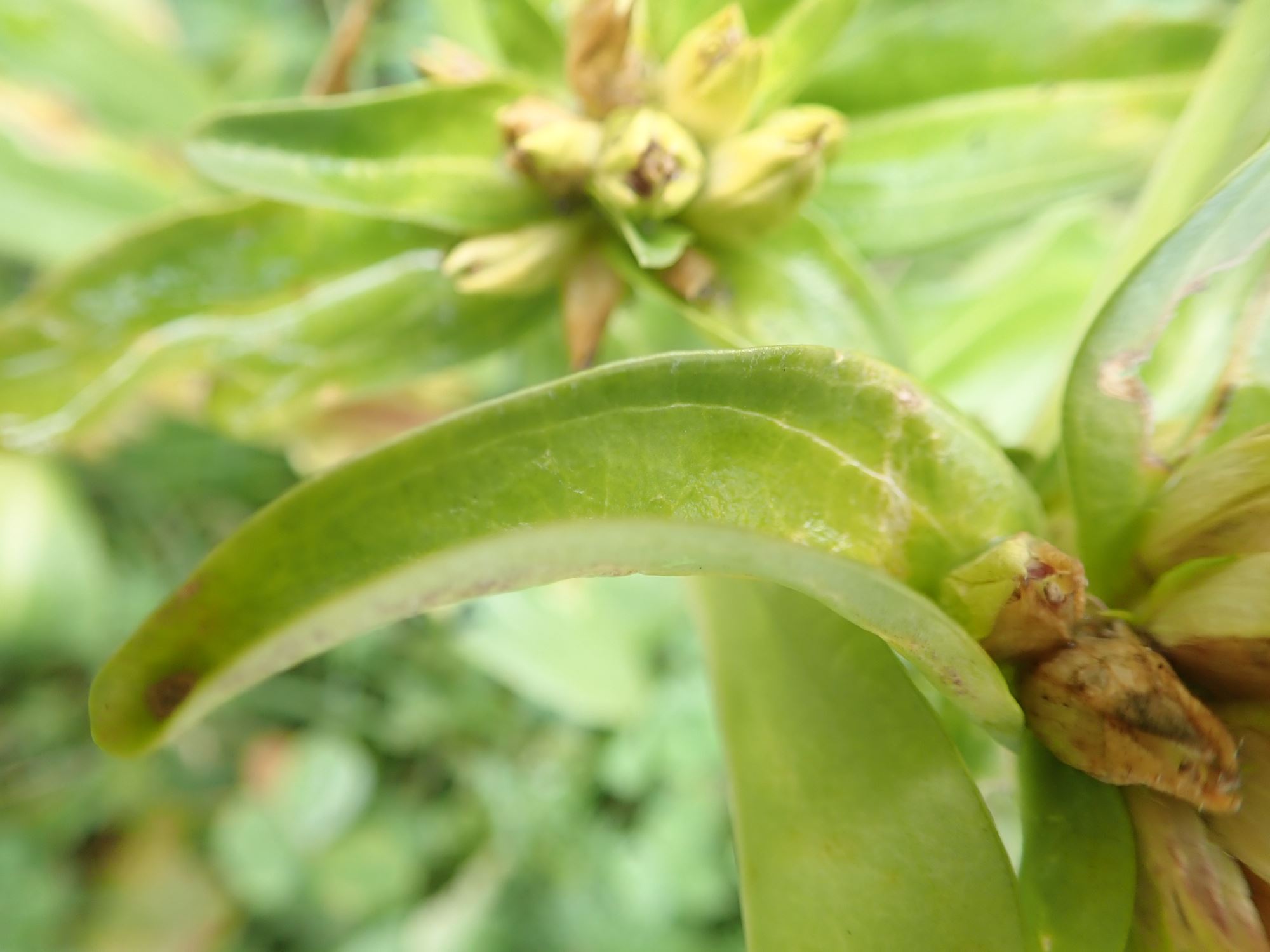 Image of Gentiana burseri