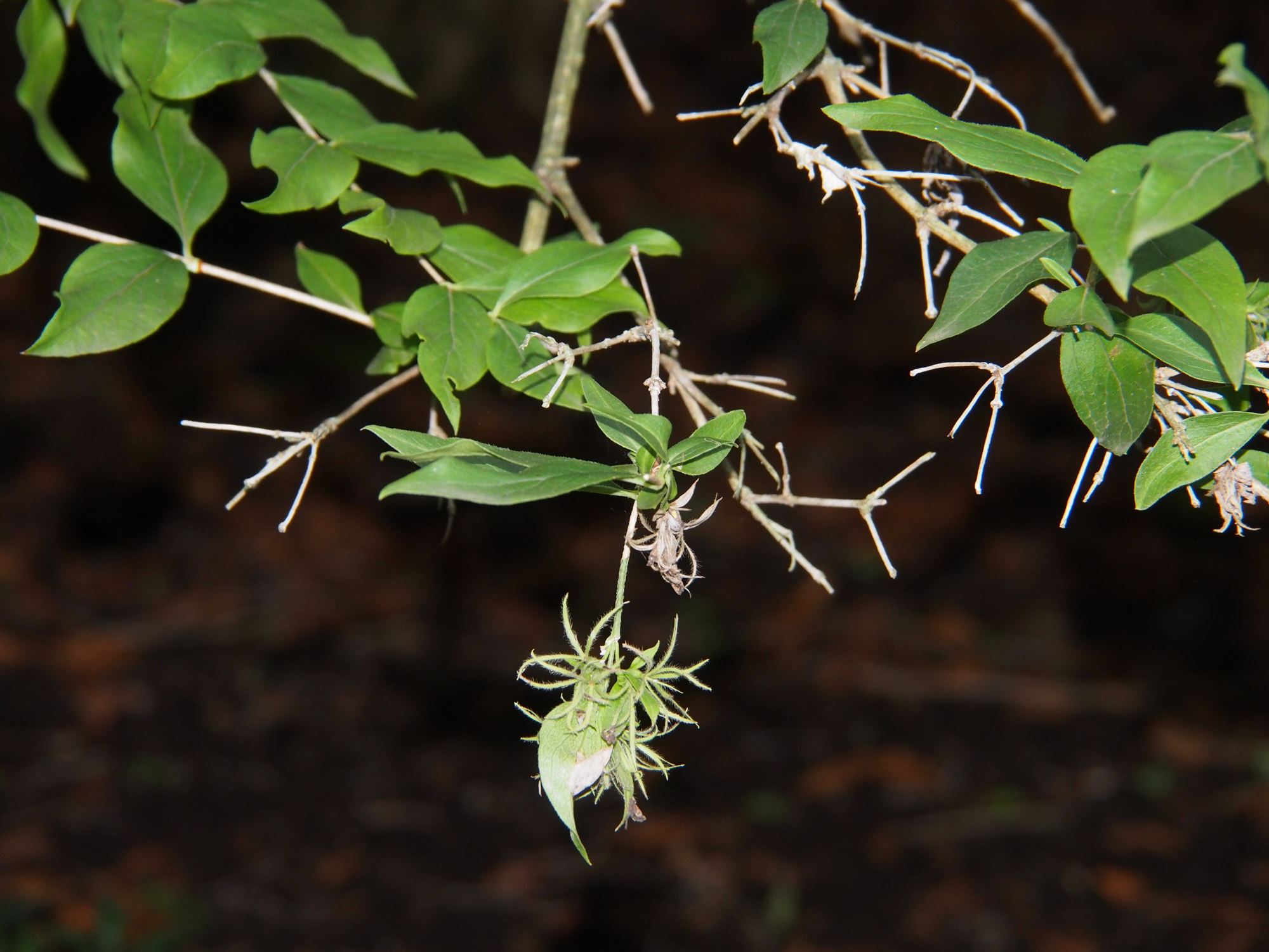 Image of Abelia triflora