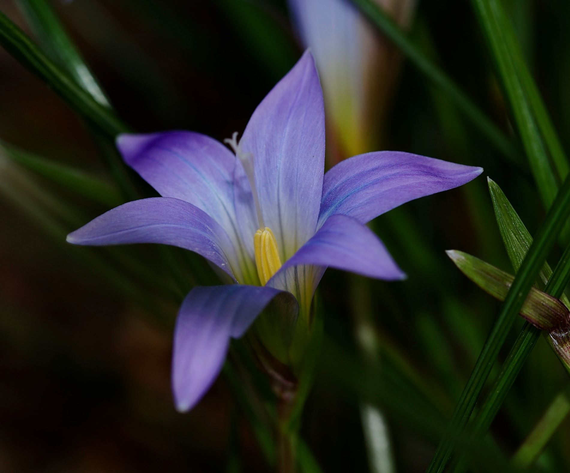 Image of Romulea bulbocodium subsp. malenconiana