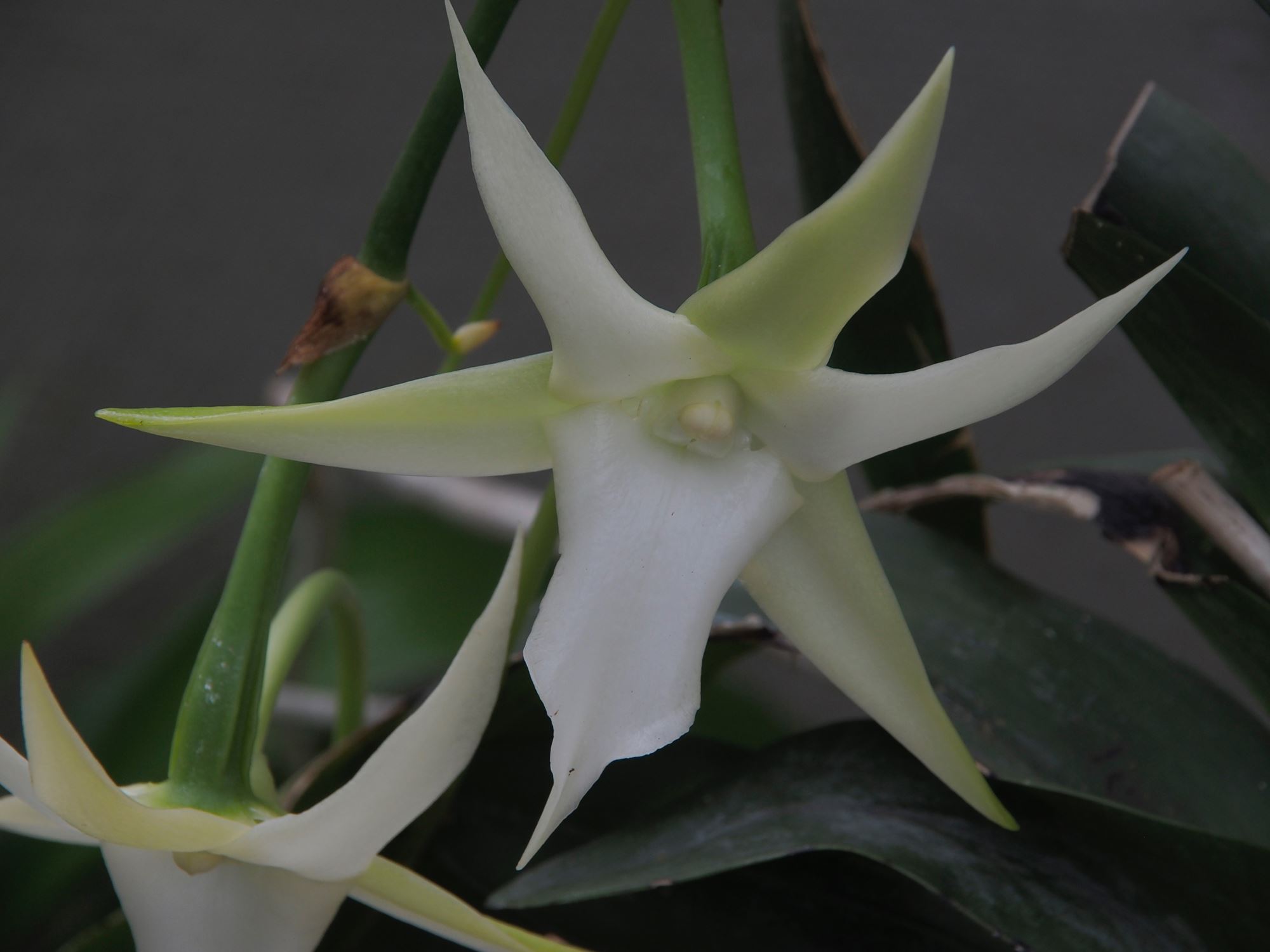 Image of Angraecum sesquipedale