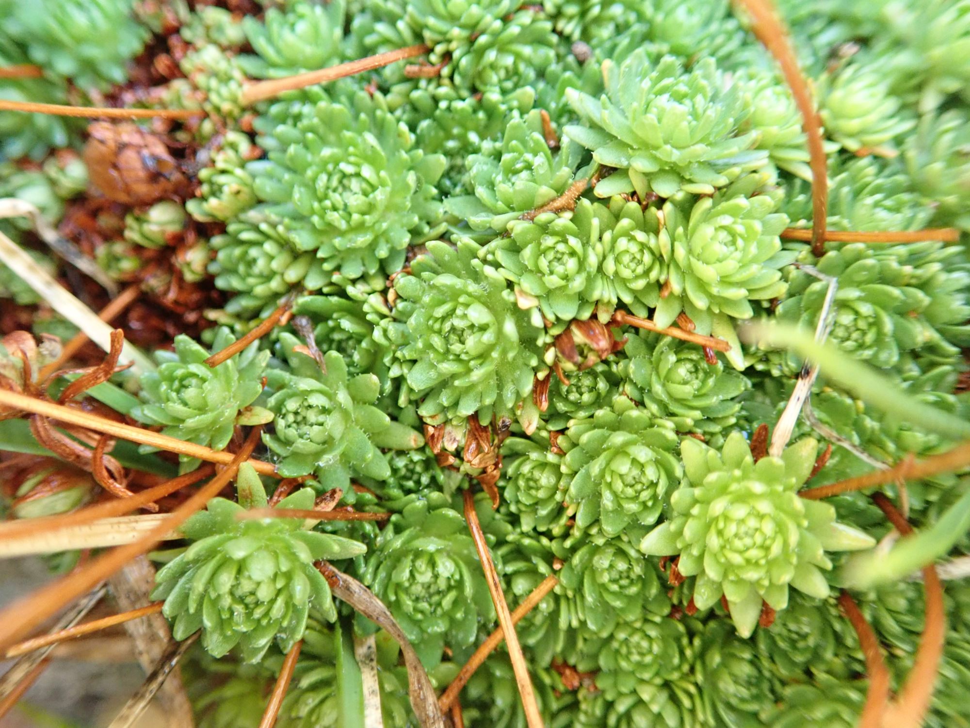 Image of Saxifraga exarata subsp. moschata
