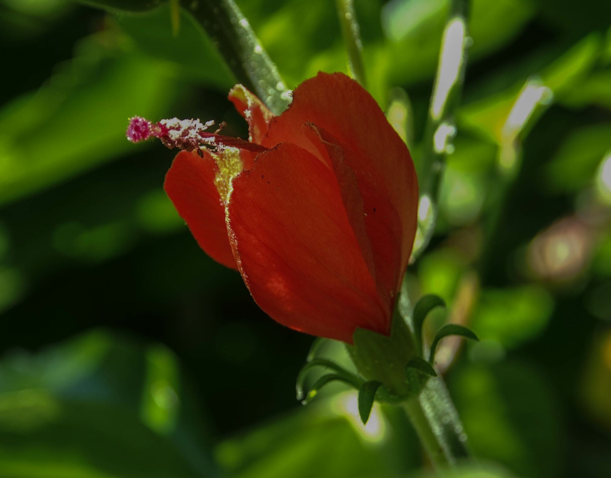 Image of Hibiscus Ã— archeri