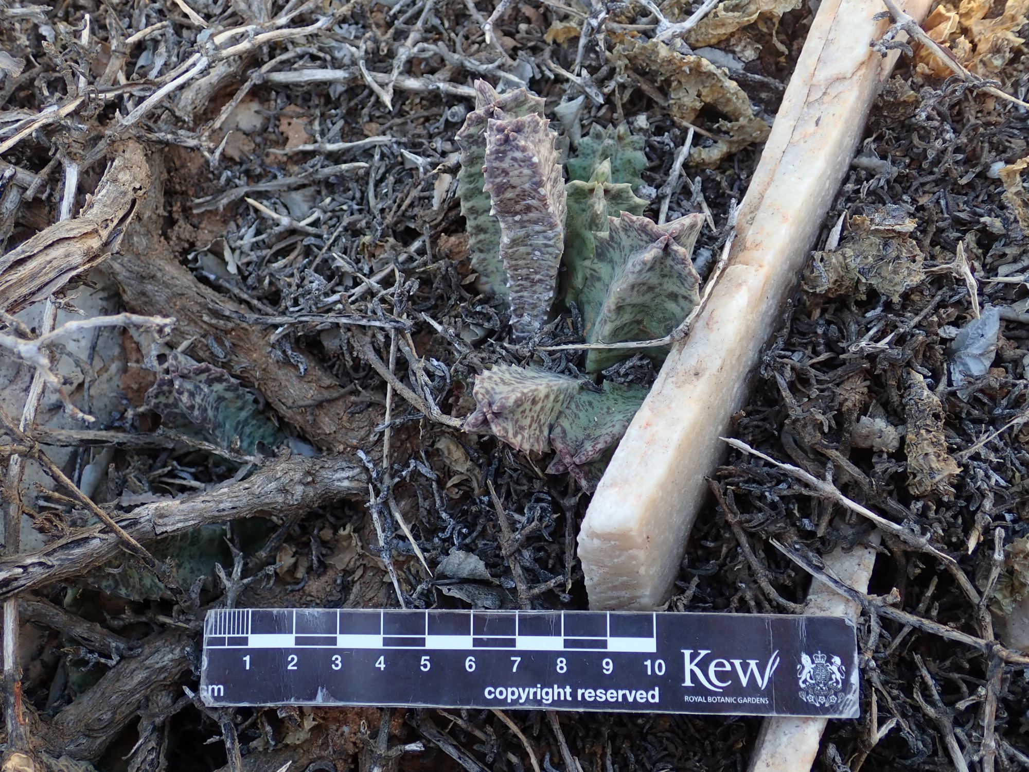 Image of Stapeliopsis neronis
