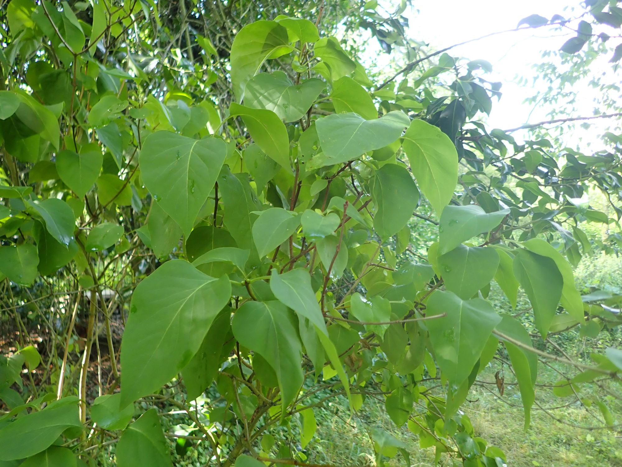 Image of Syringa vulgaris