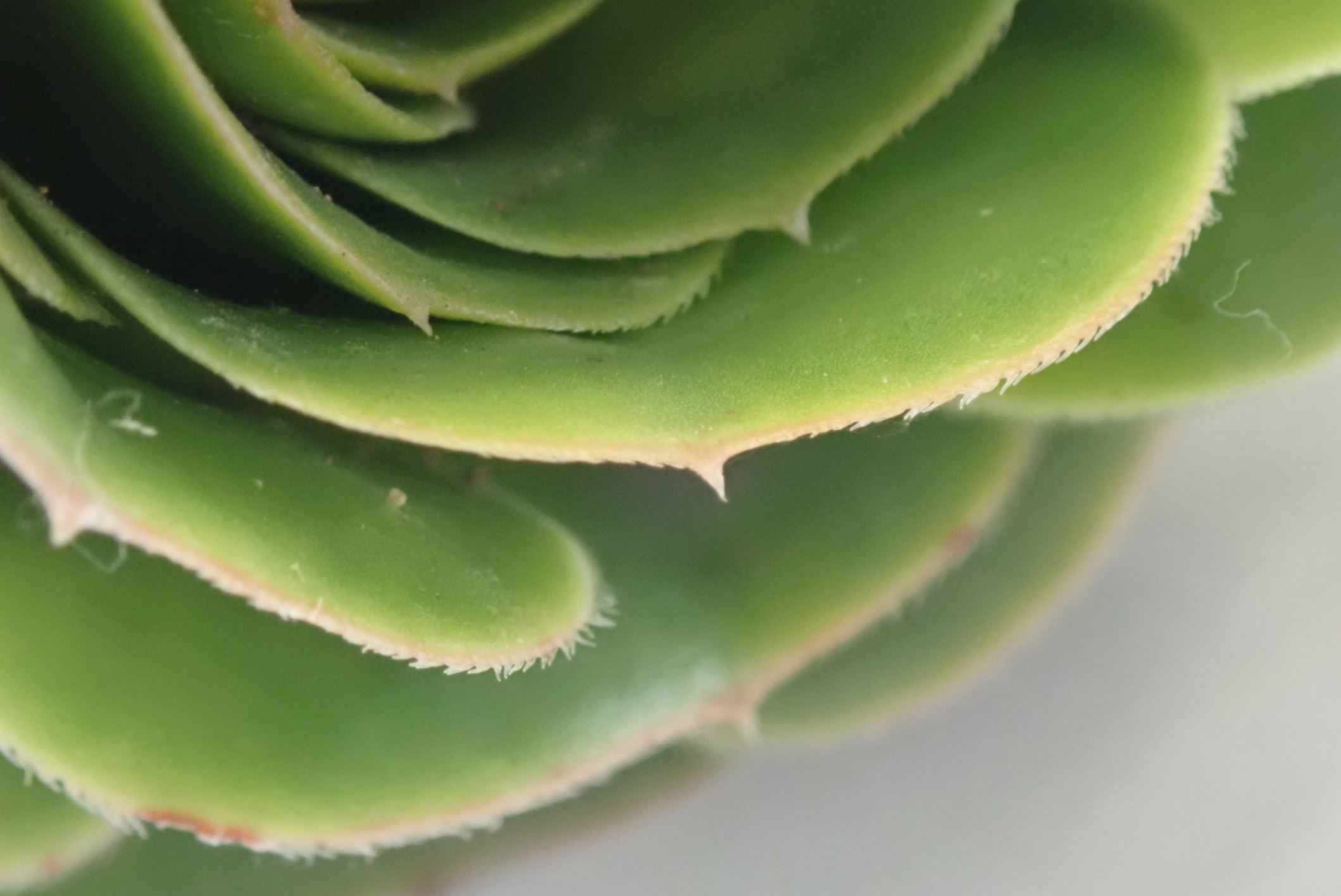 Image of Aeonium arboreum var. arboreum