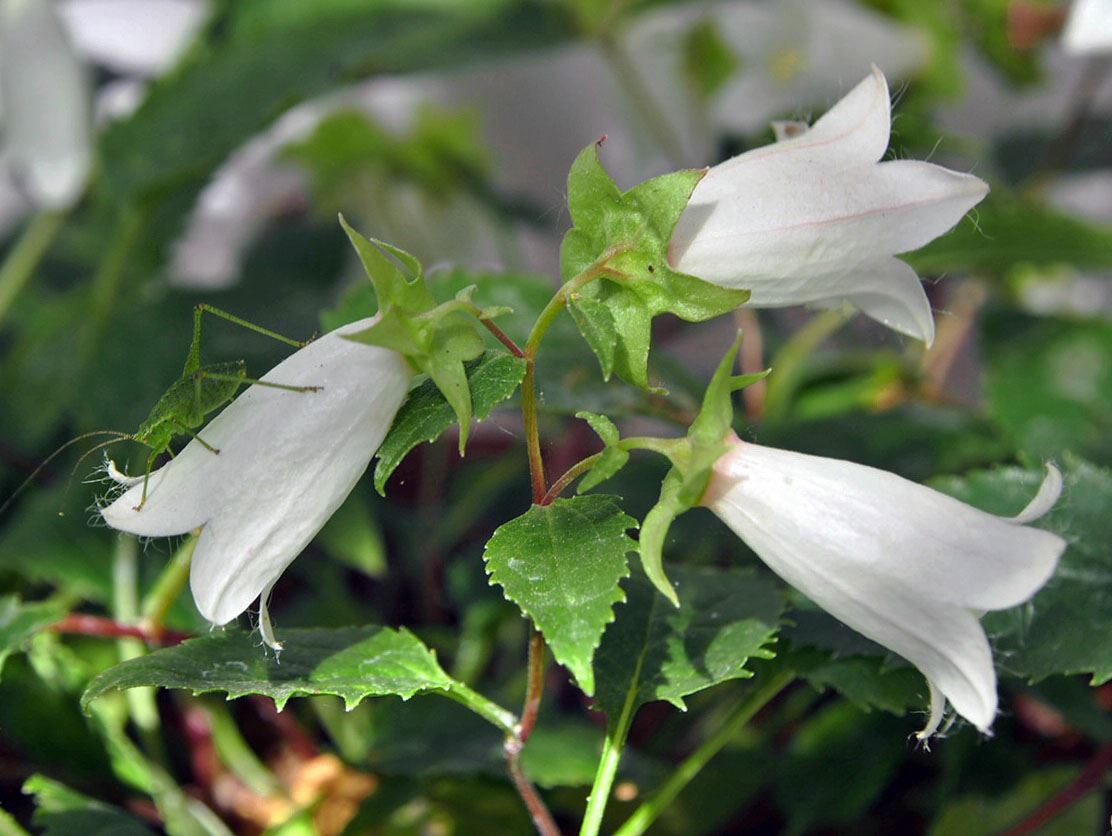 Image of Campanula betulifolia