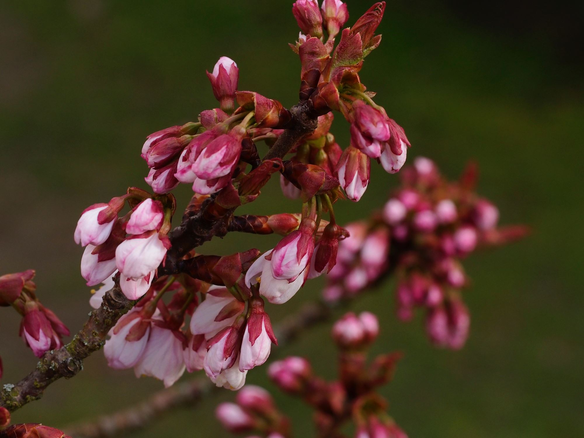Image of Prunus cyclamina
