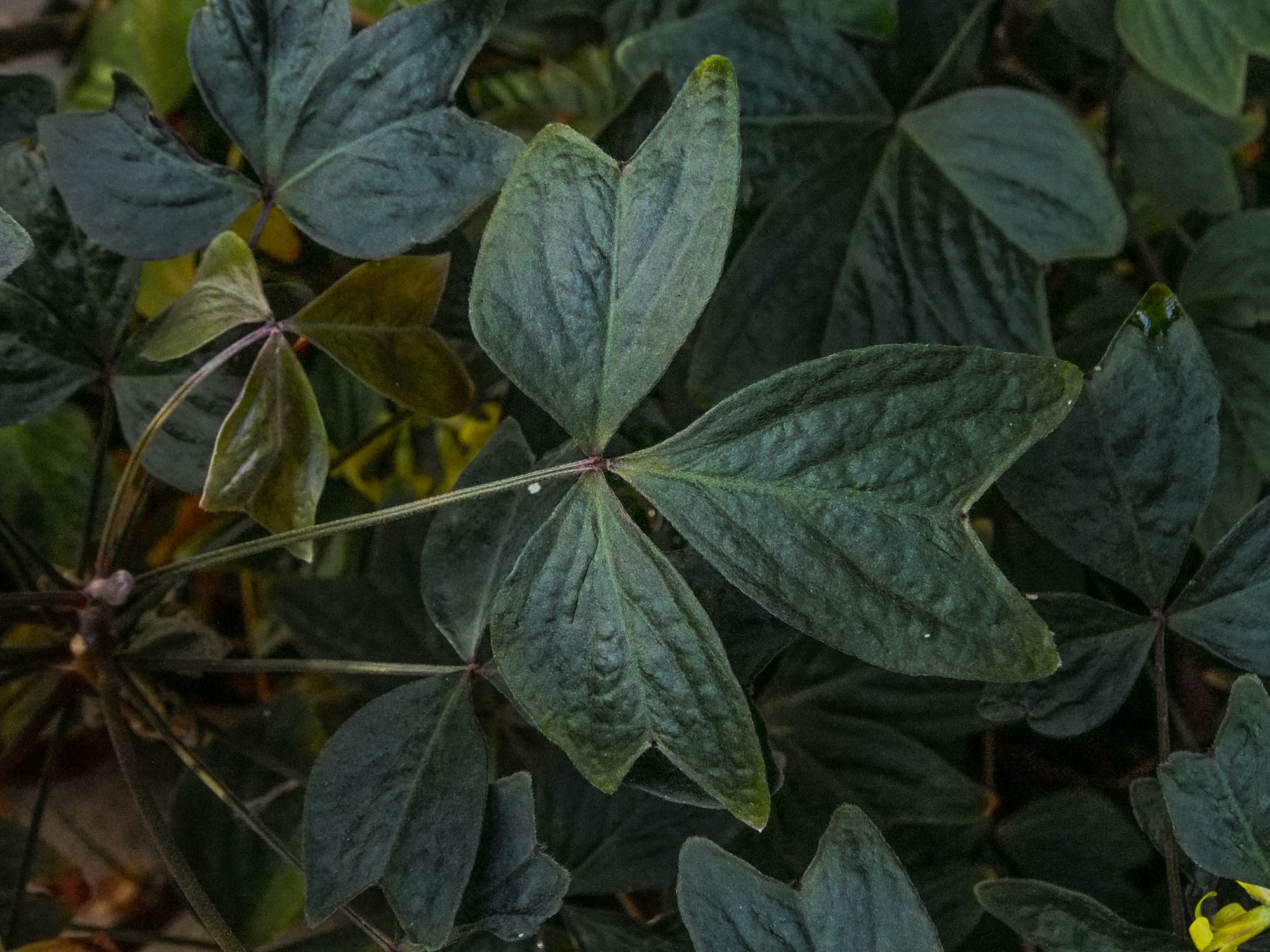 Image of Oxalis ortgiesii