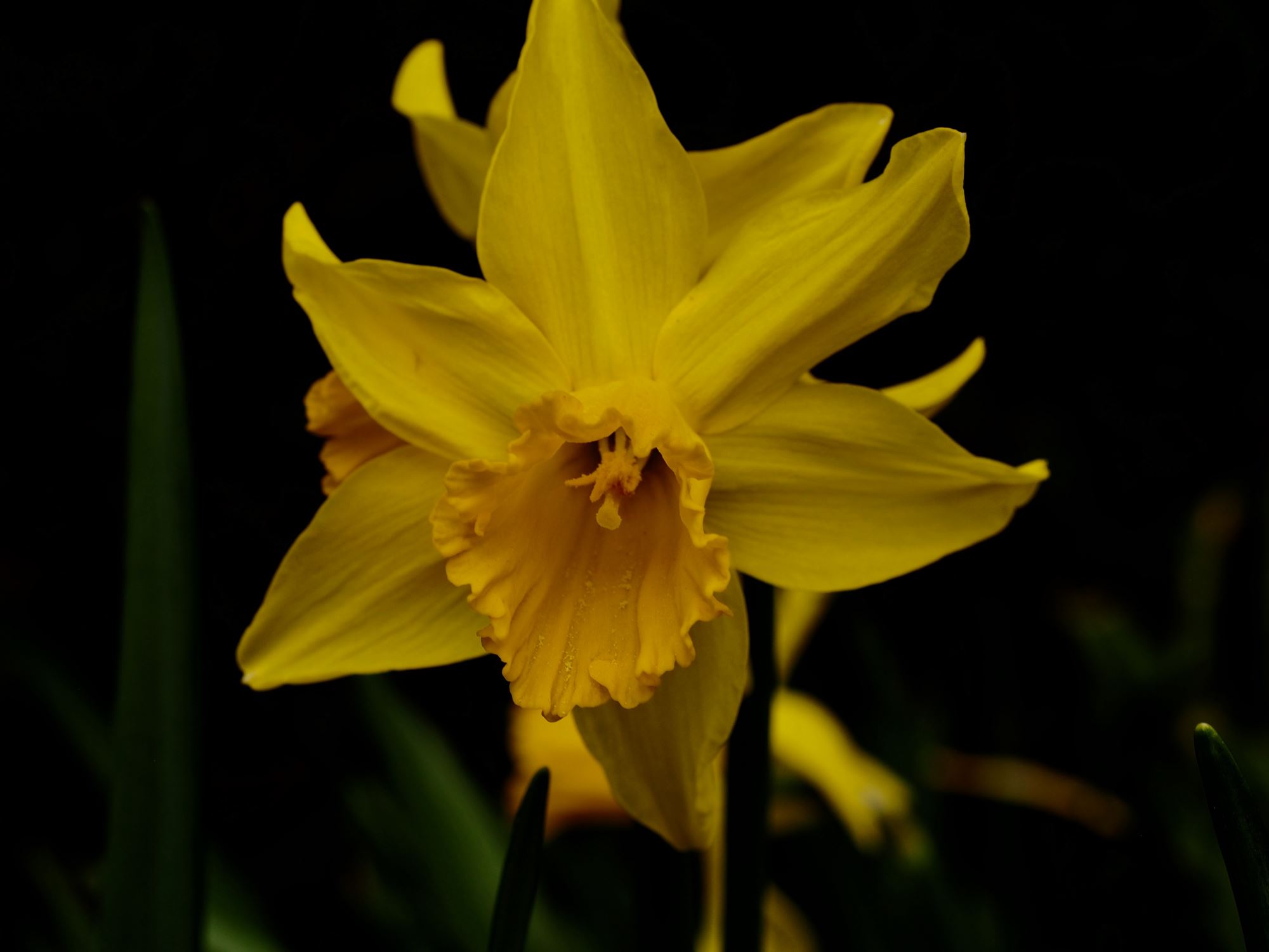 Image of Narcissus Ã— monochromus 'February Gold'