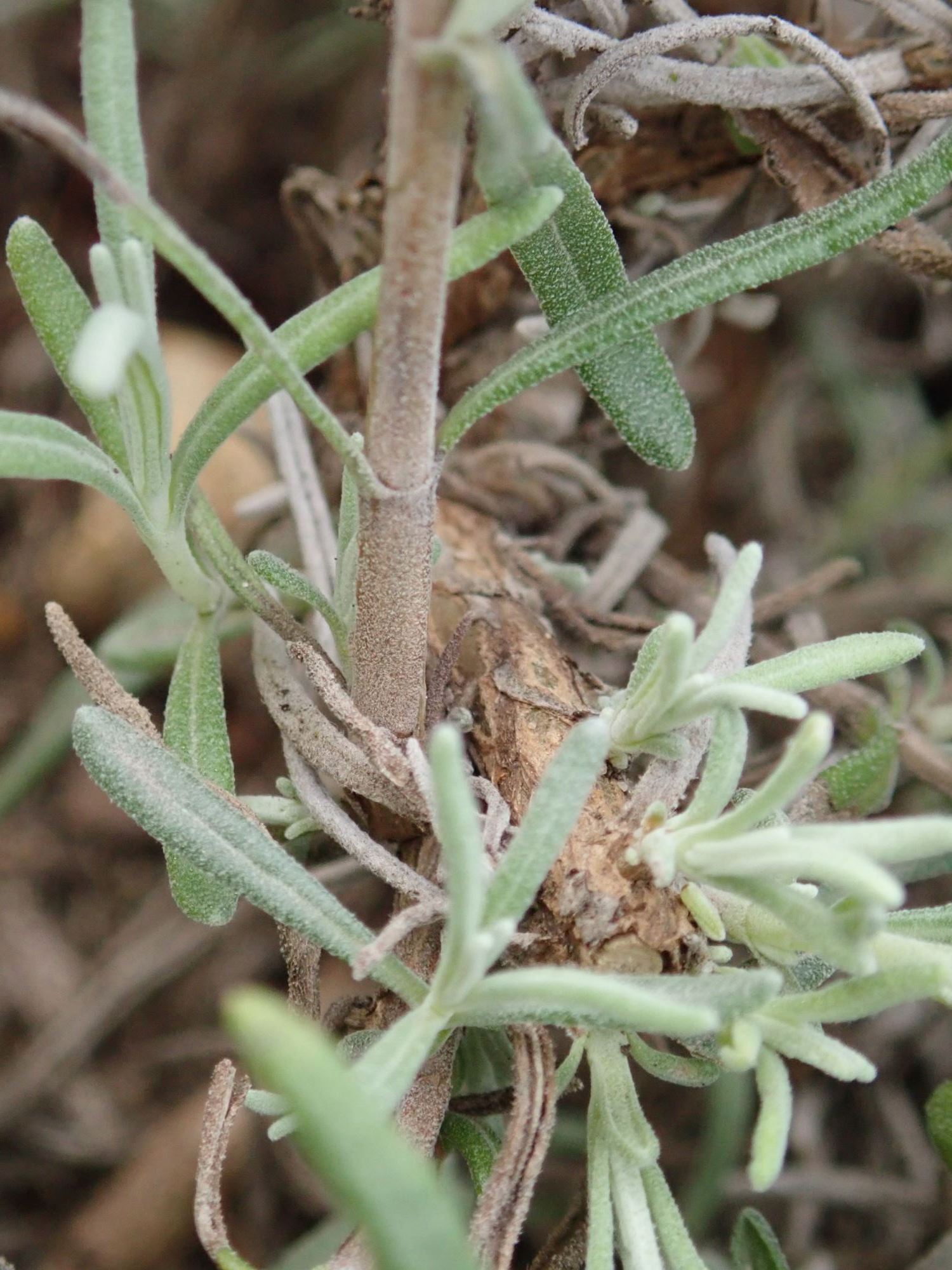 Image of Lavandula angustifolia 'Bridestowe Phillipa'