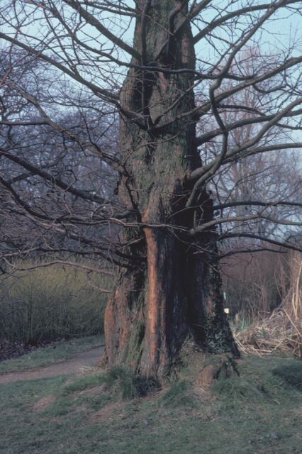Image of Metasequoia glyptostroboides