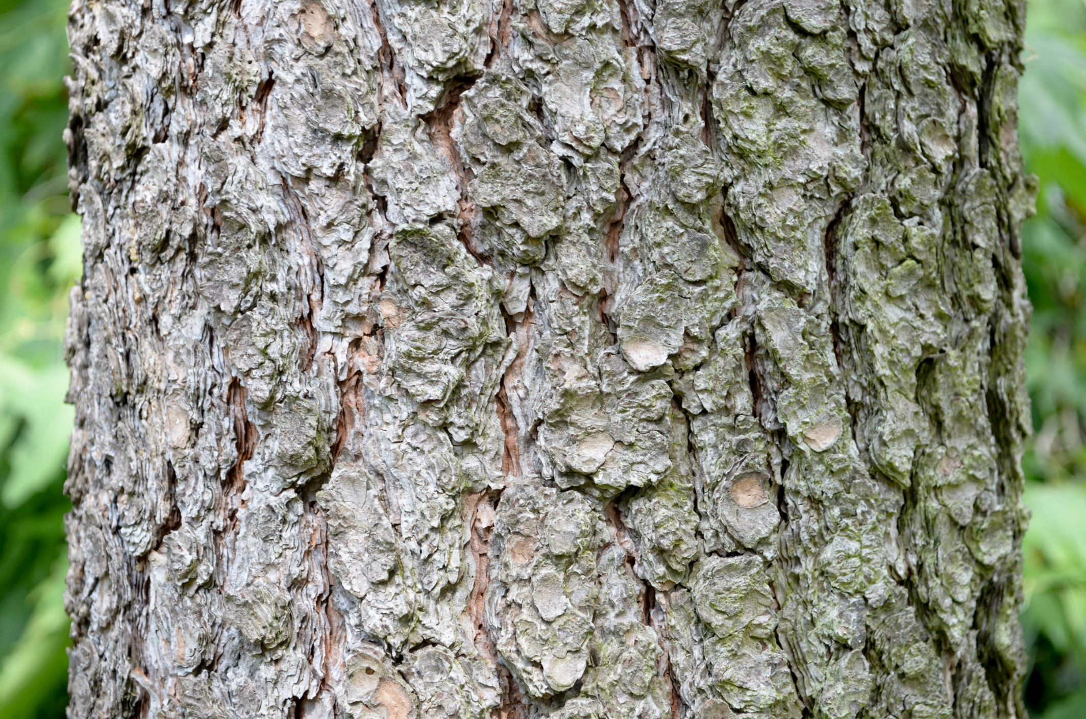 Image of Pinus ponderosa