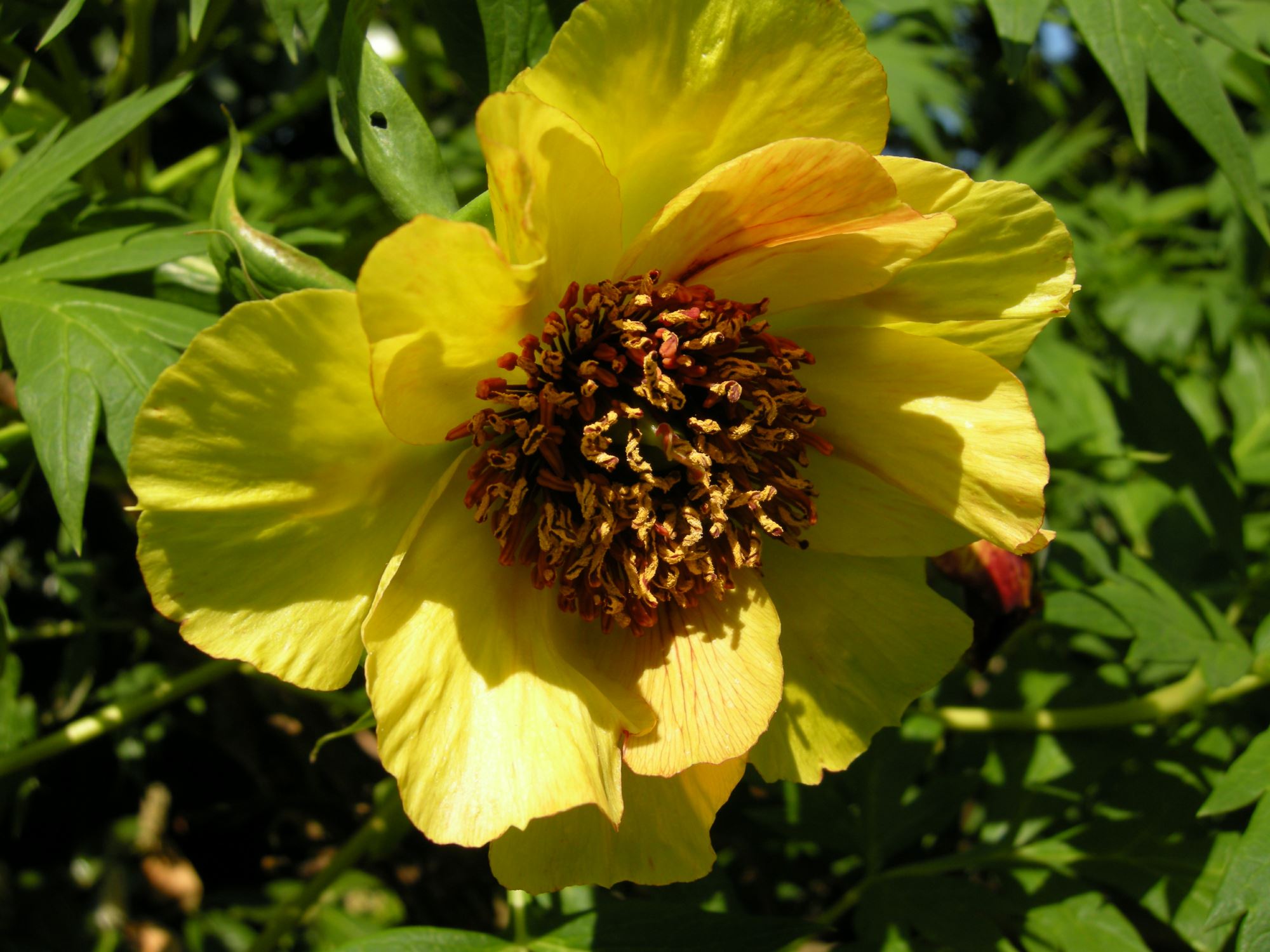 Image of Paeonia delavayi Ã— P. lutea