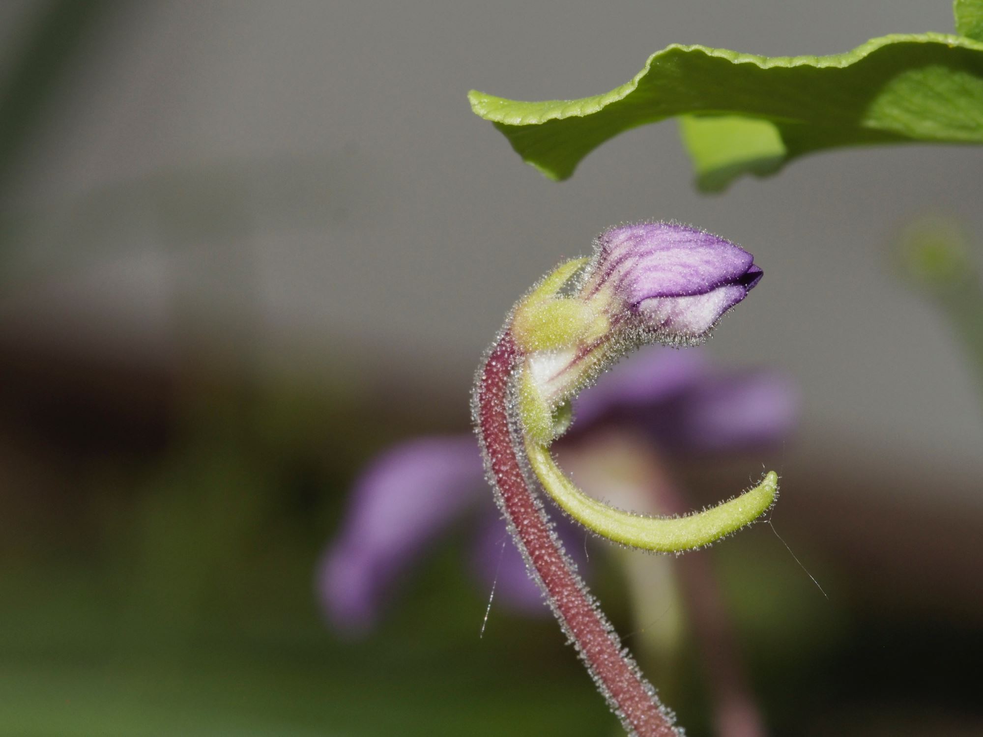 Image of Pinguicula laueana Ã— P. agnata