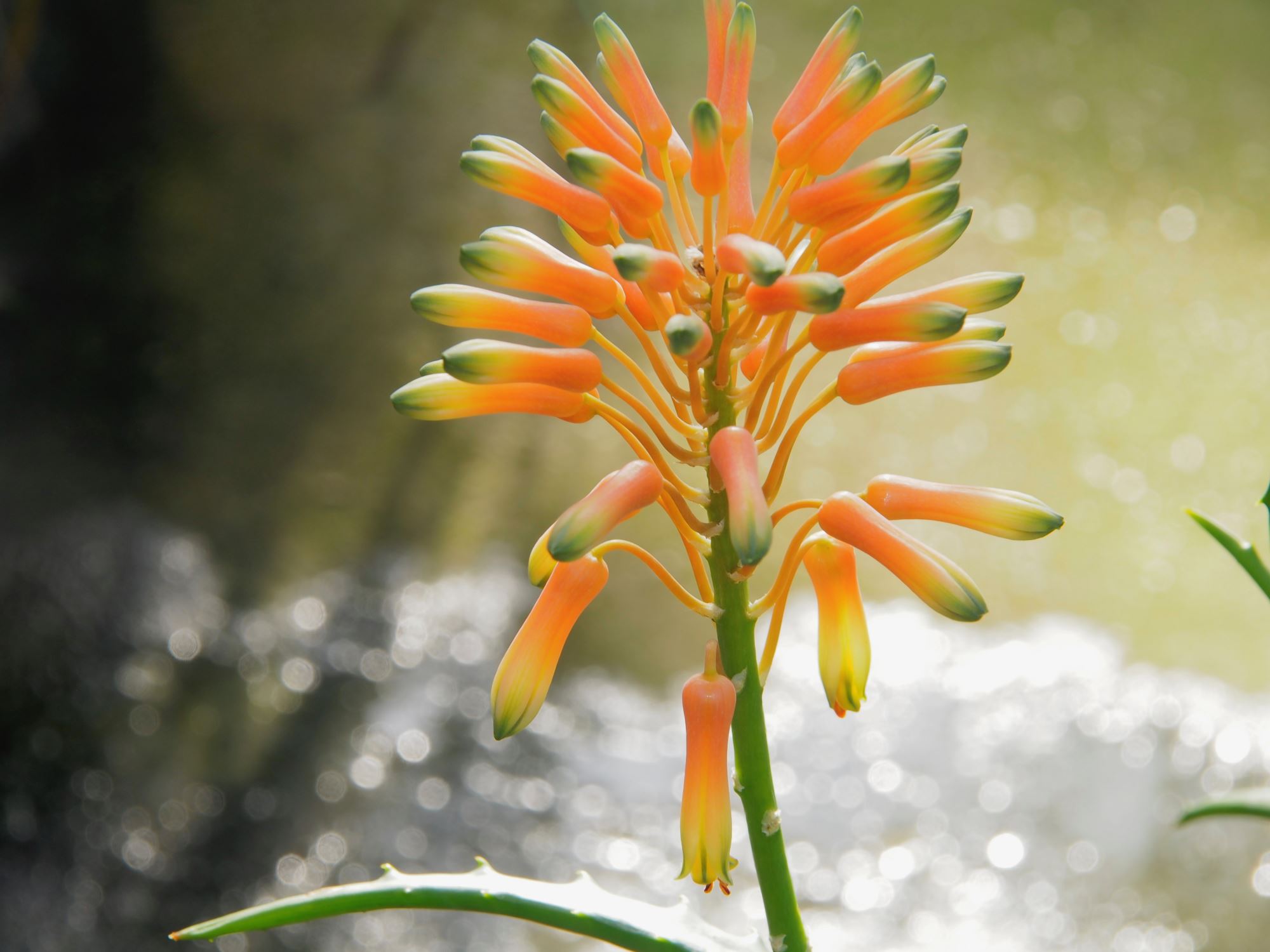 Image of Aloe kedongensis