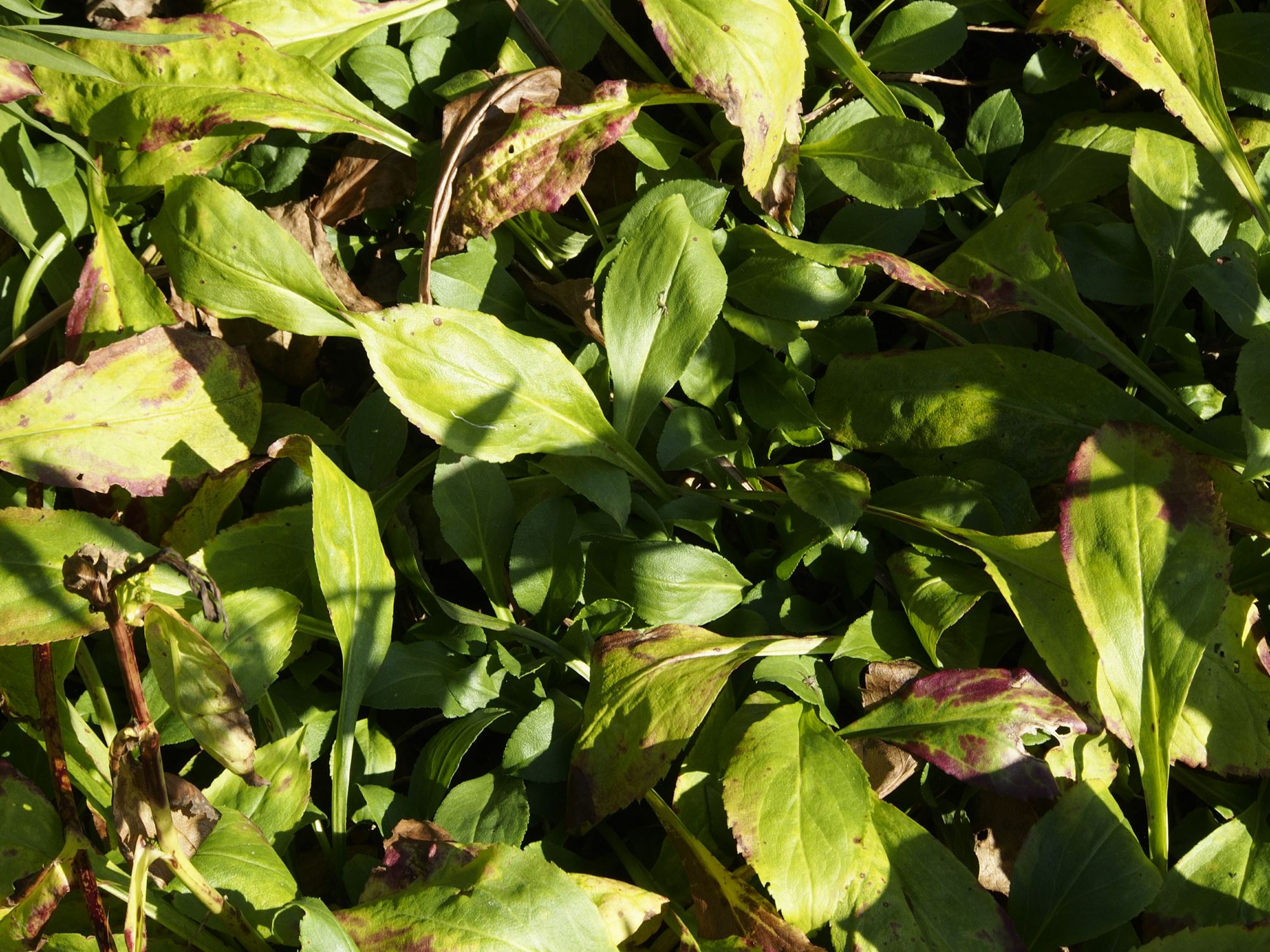 Image of Solidago glomerata