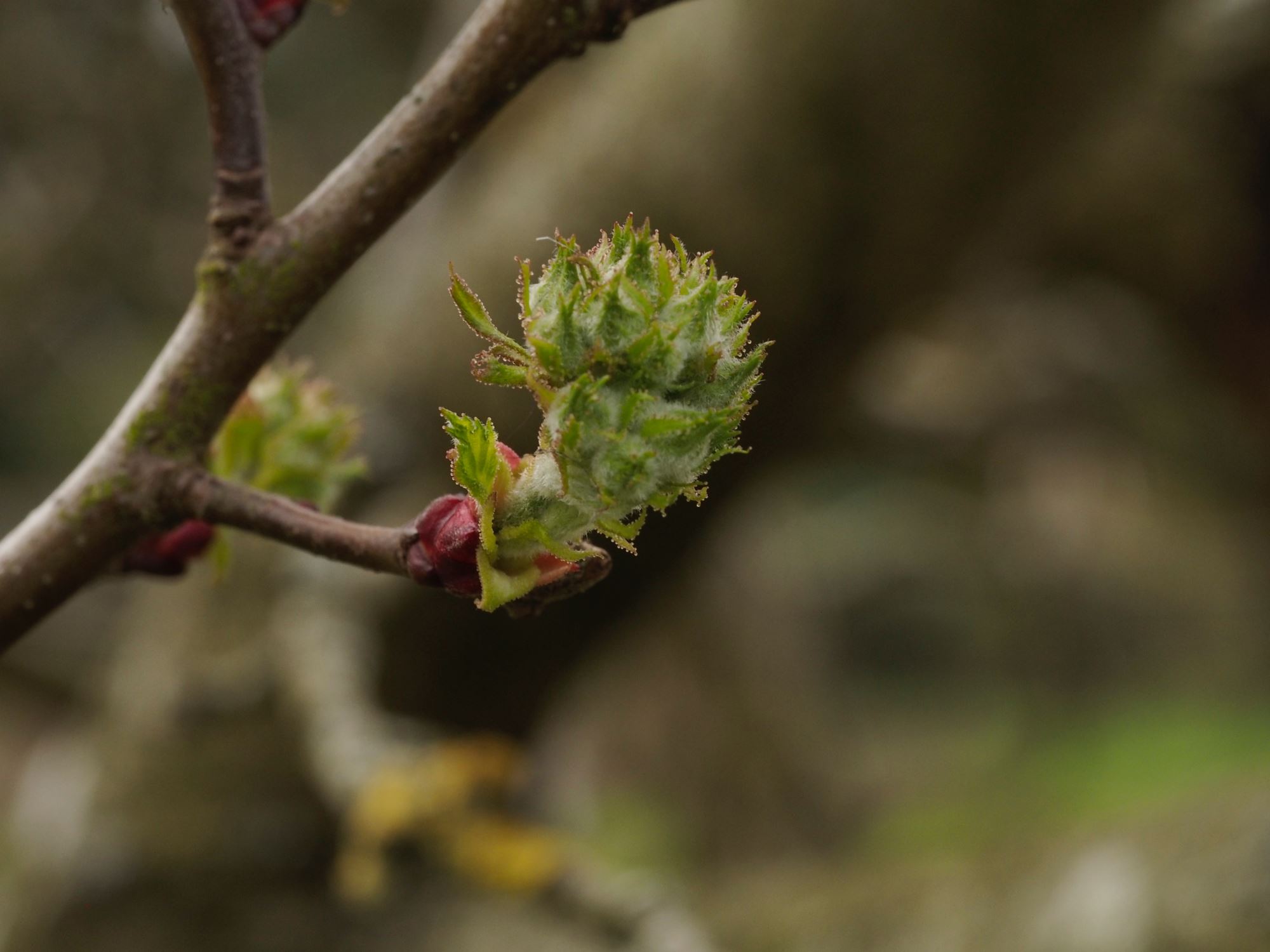 Image of Crataegus mollis