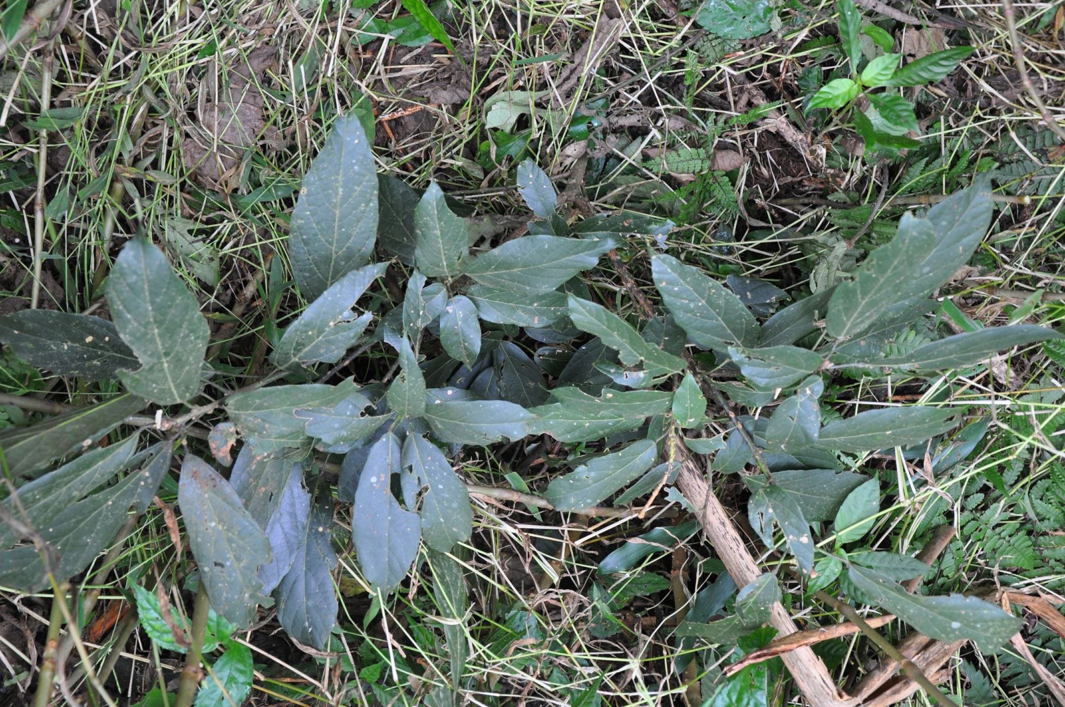 Image of Rehderodendron sp.