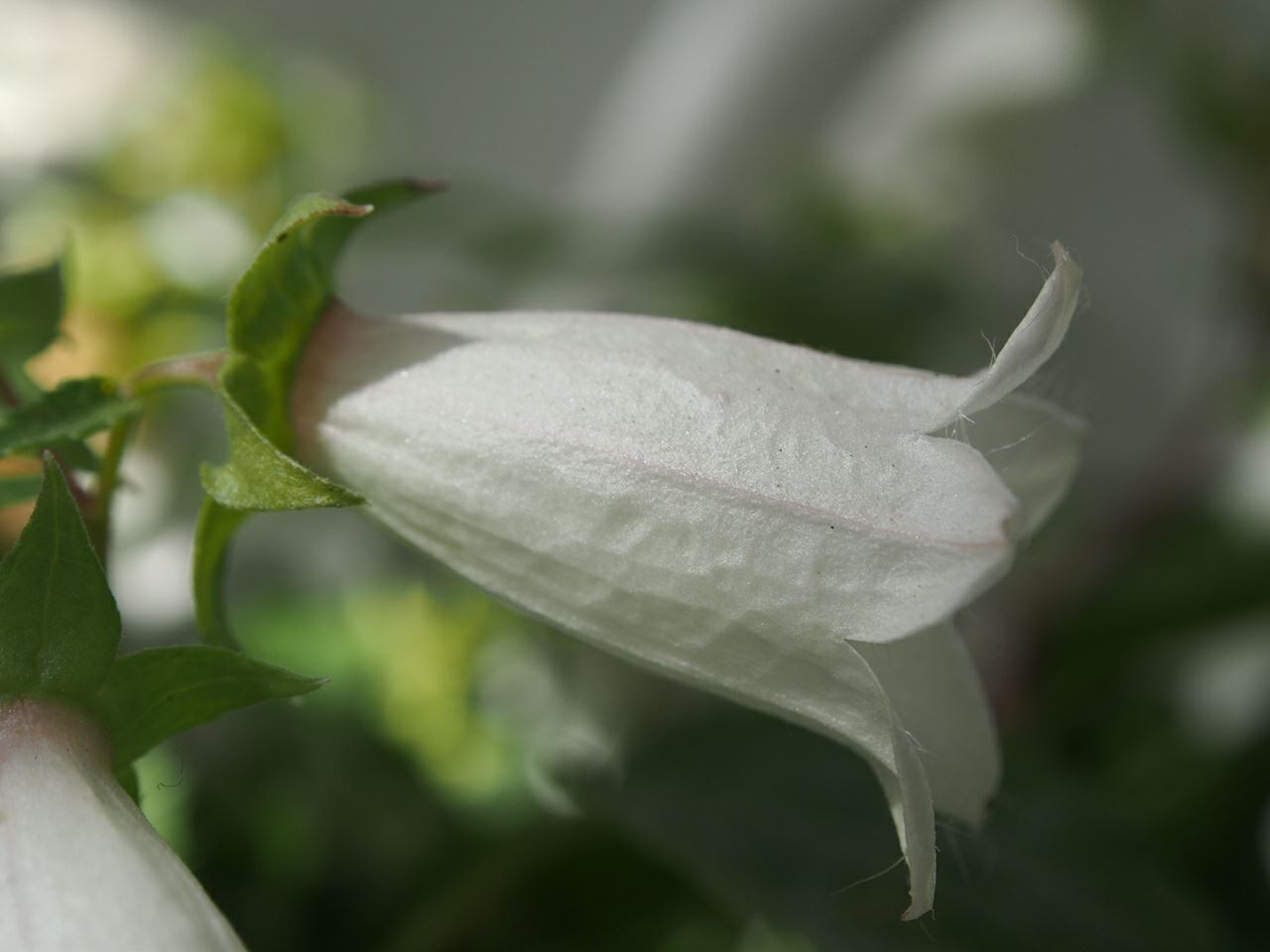 Image of Campanula betulifolia