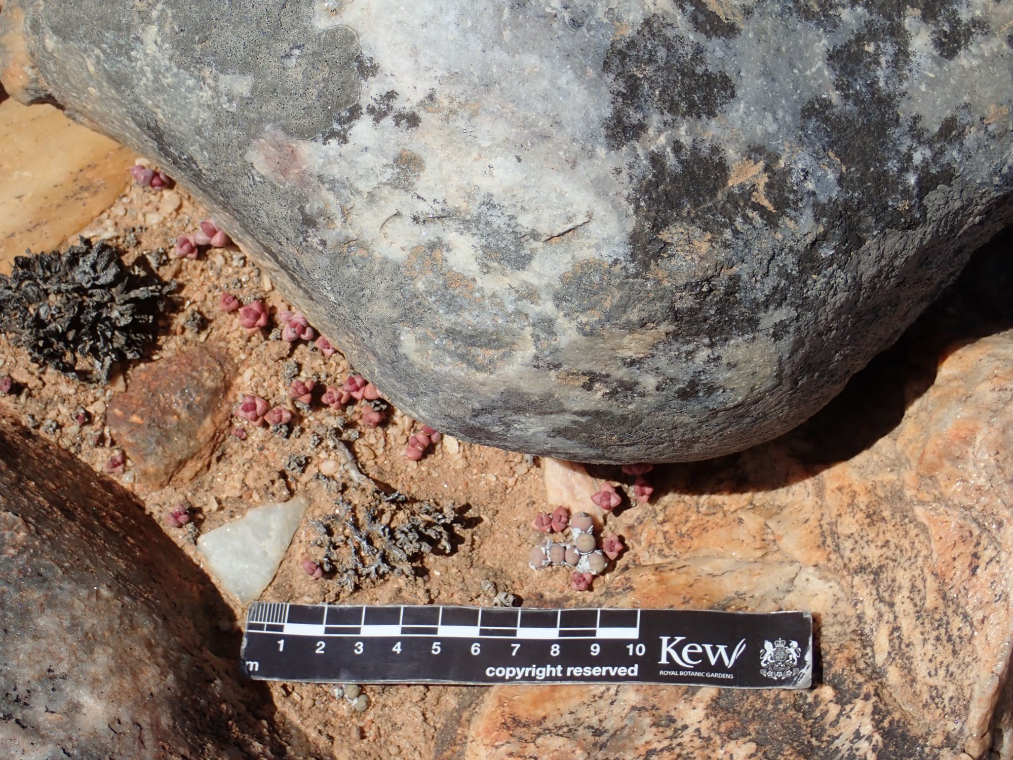Image of Conophytum obscurum