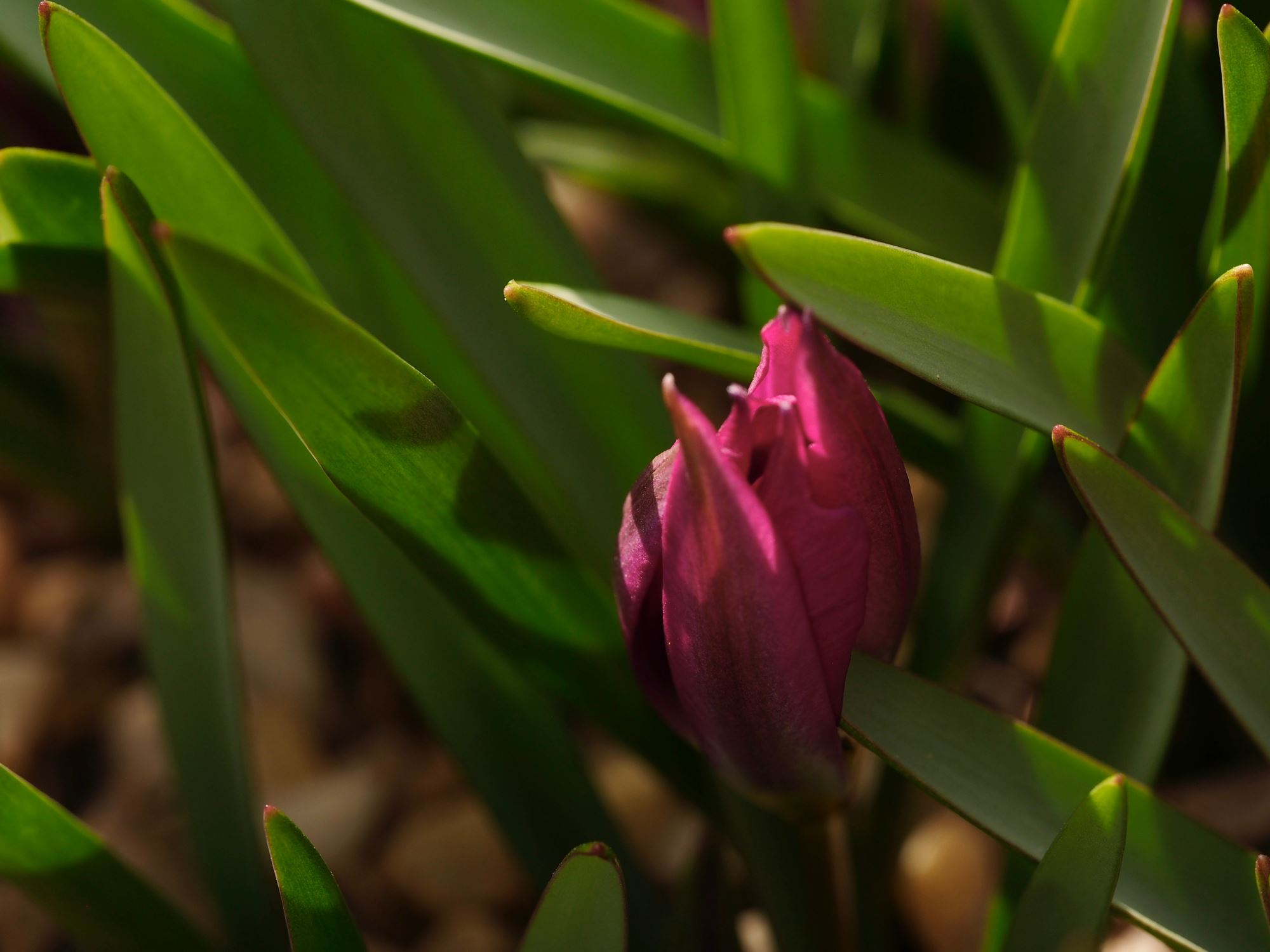 Image of Tulipa humilis Pulchella Group