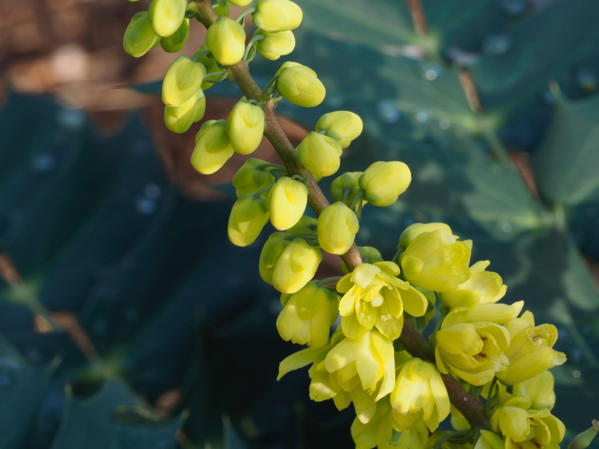 Image of Mahonia Ã— media 'Charity'