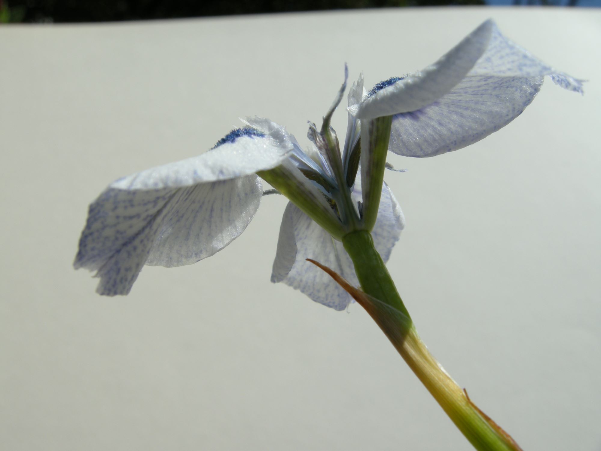 Image of Moraea aristata