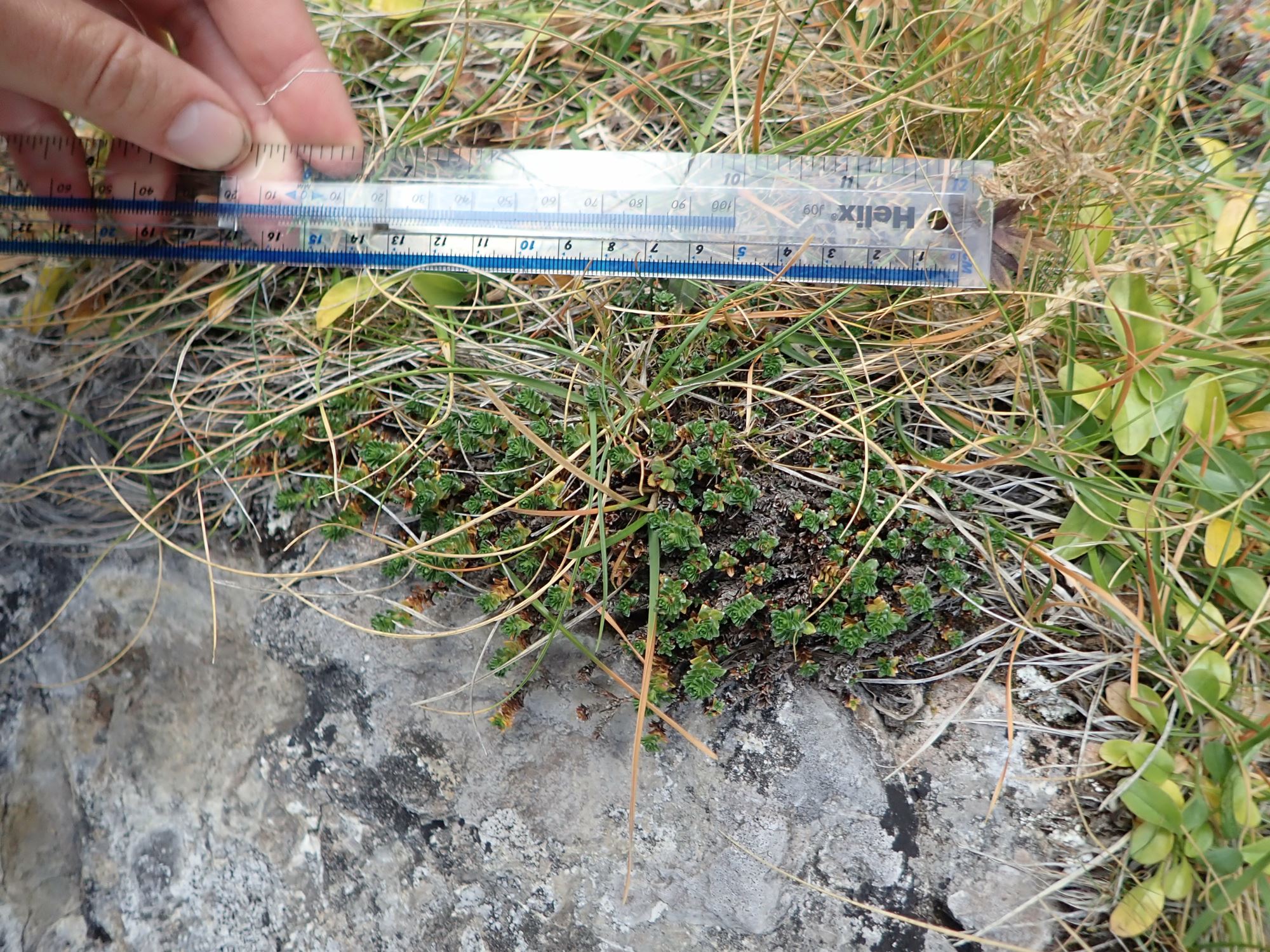 Image of Saxifraga oppositifolia var. oppositifolia