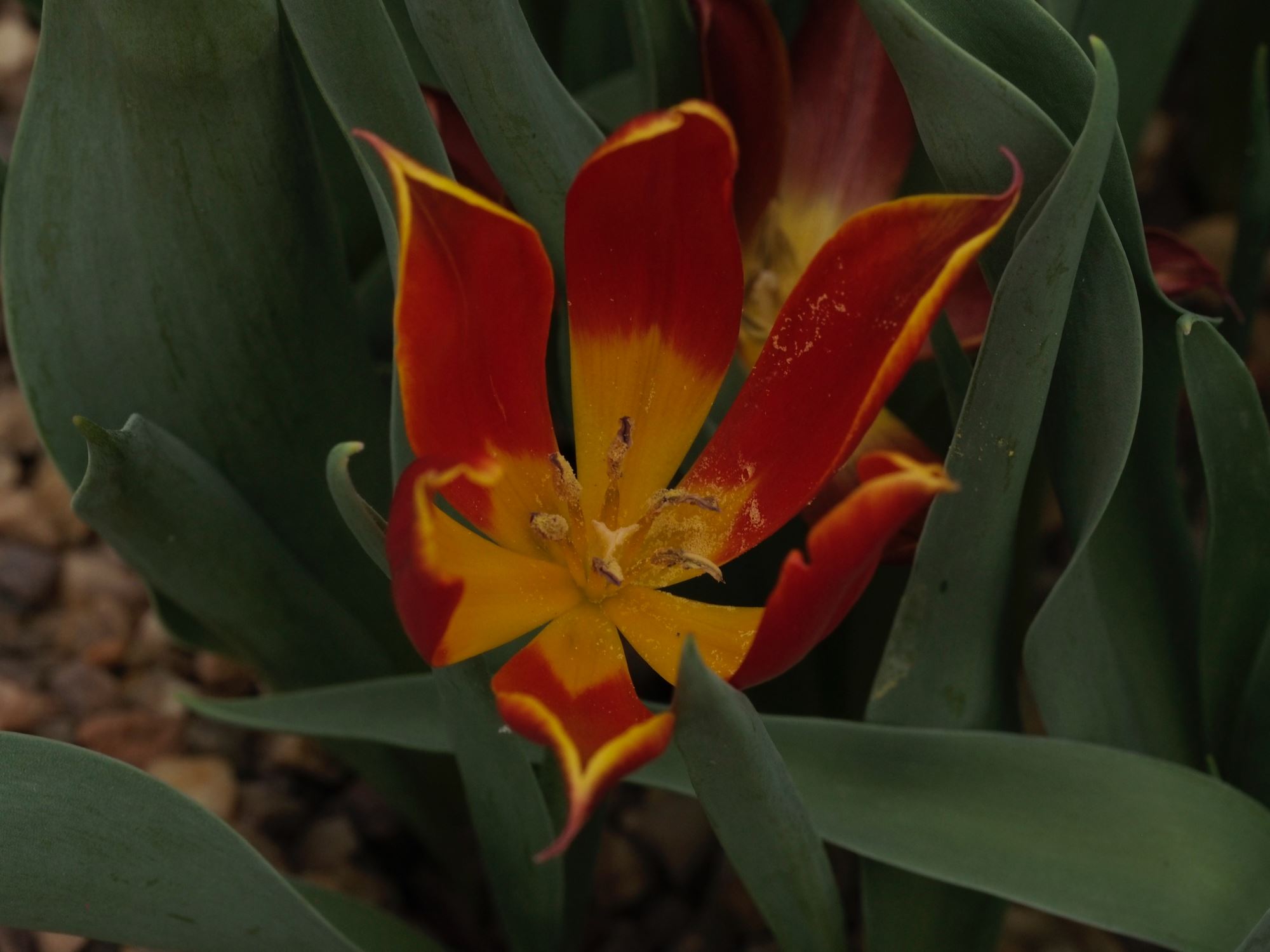 Image of Tulipa suaveolens
