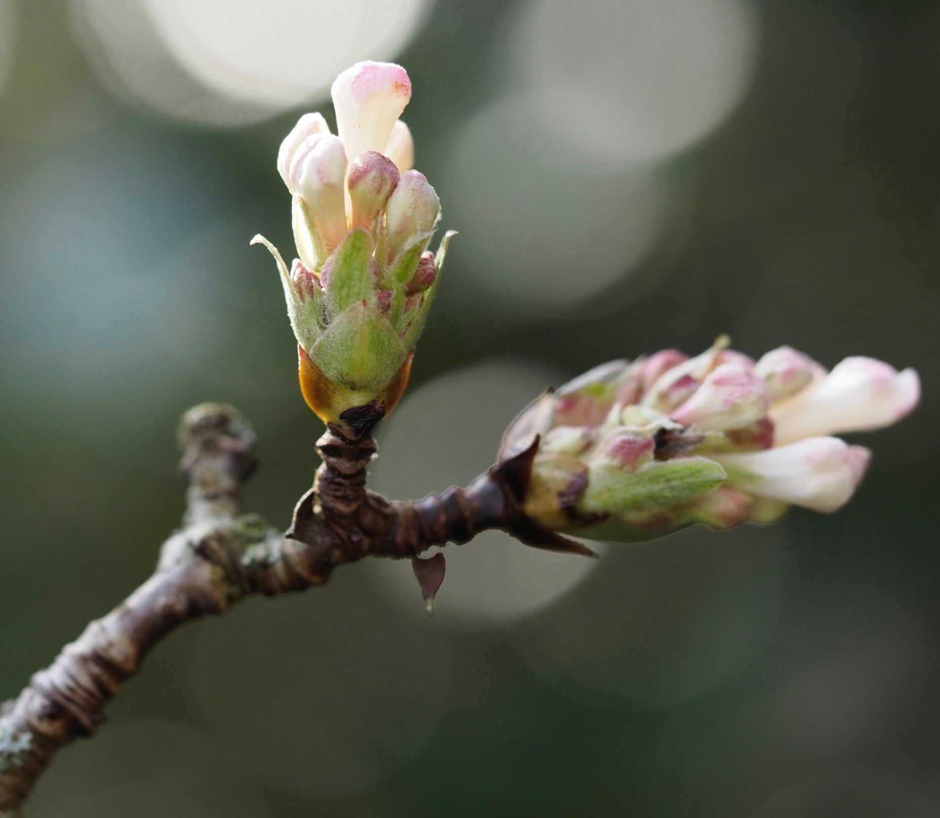 Image of Viburnum Ã— bodnantense 'Deben'