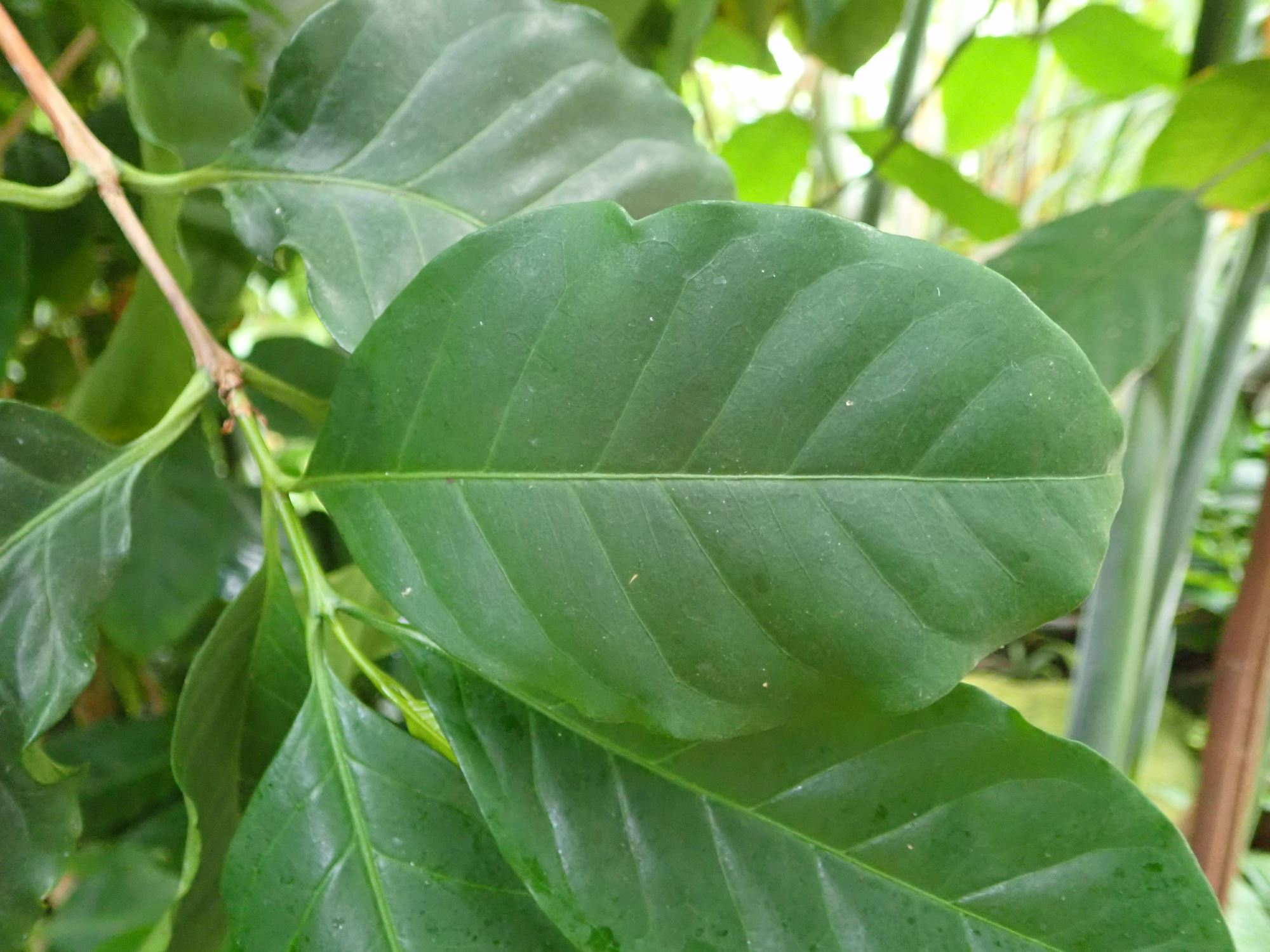 Image of Coffea arabica 'Catimor'