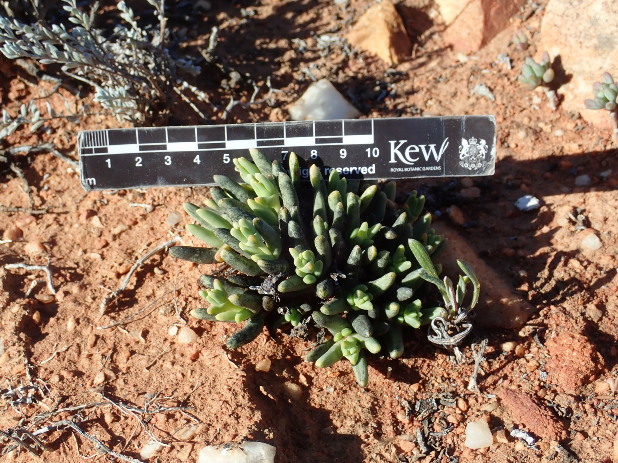 Image of Nelia pillansii