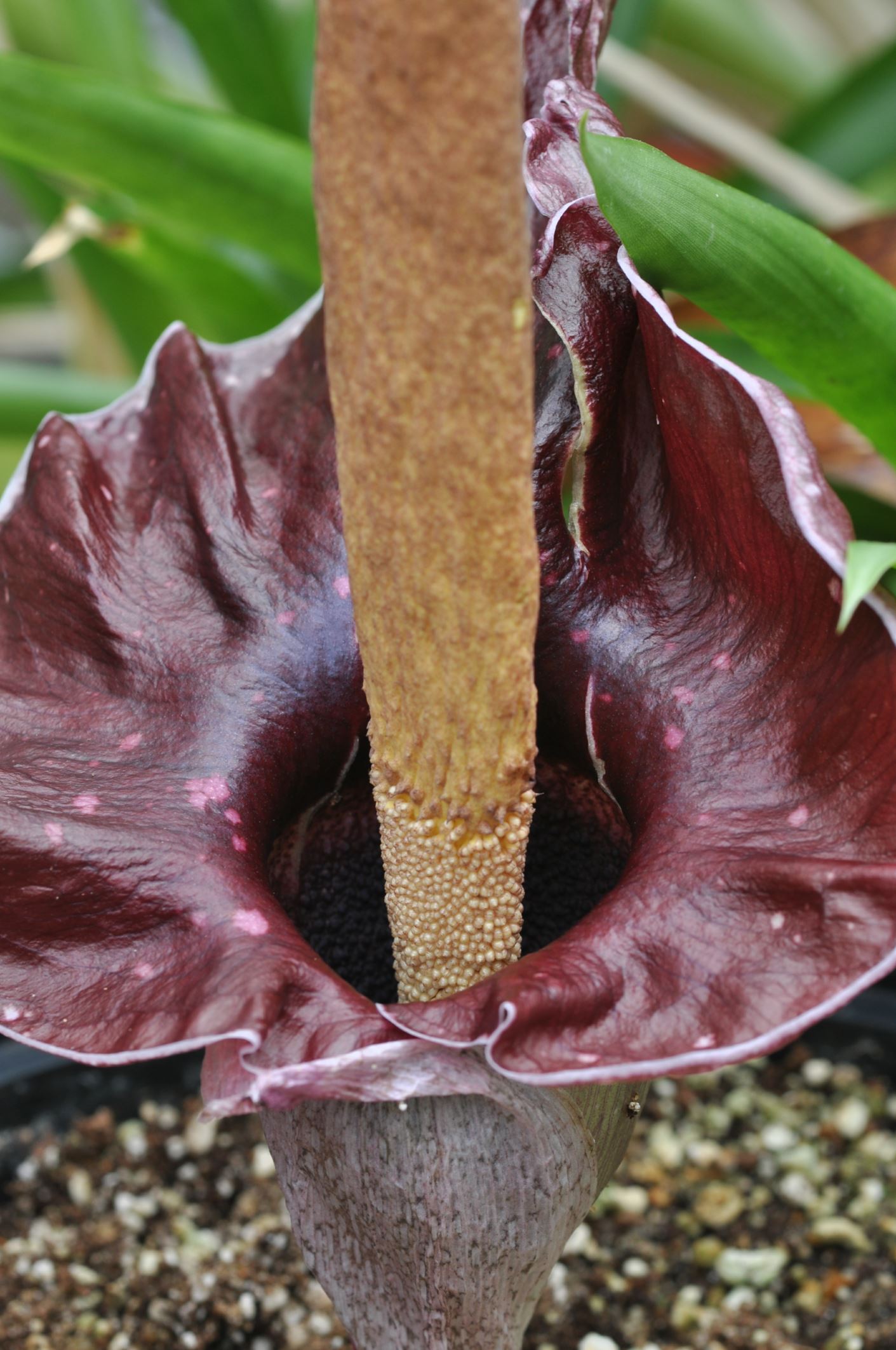 Image of Amorphophallus henryi