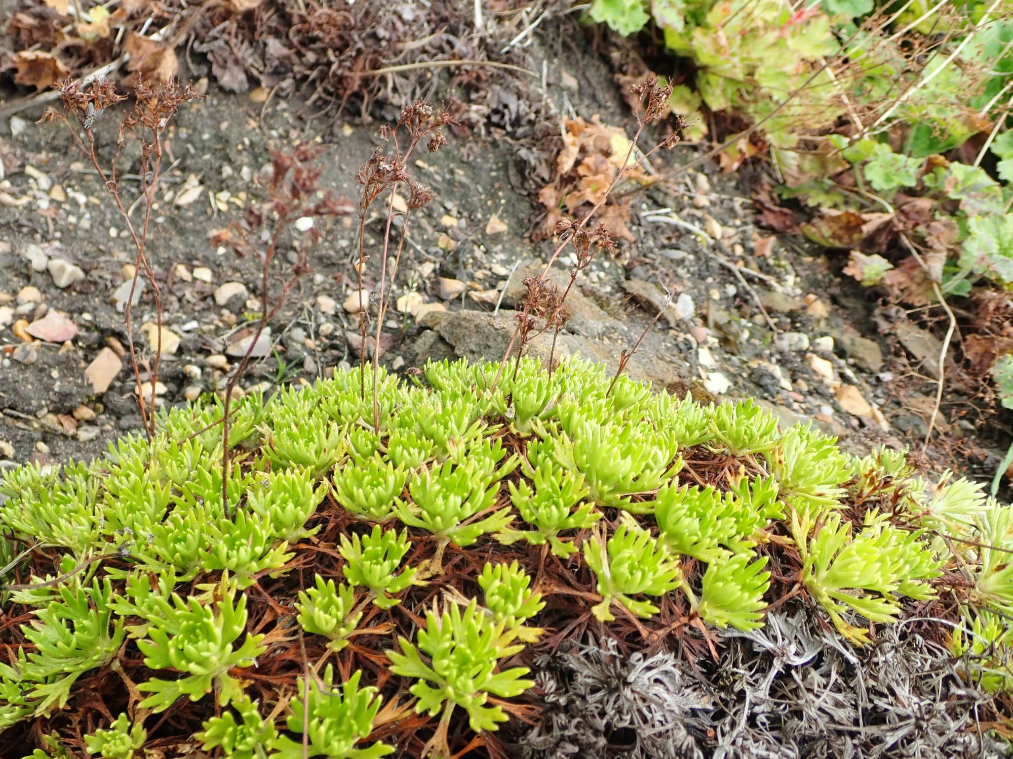 Image of Saxifraga canaliculata