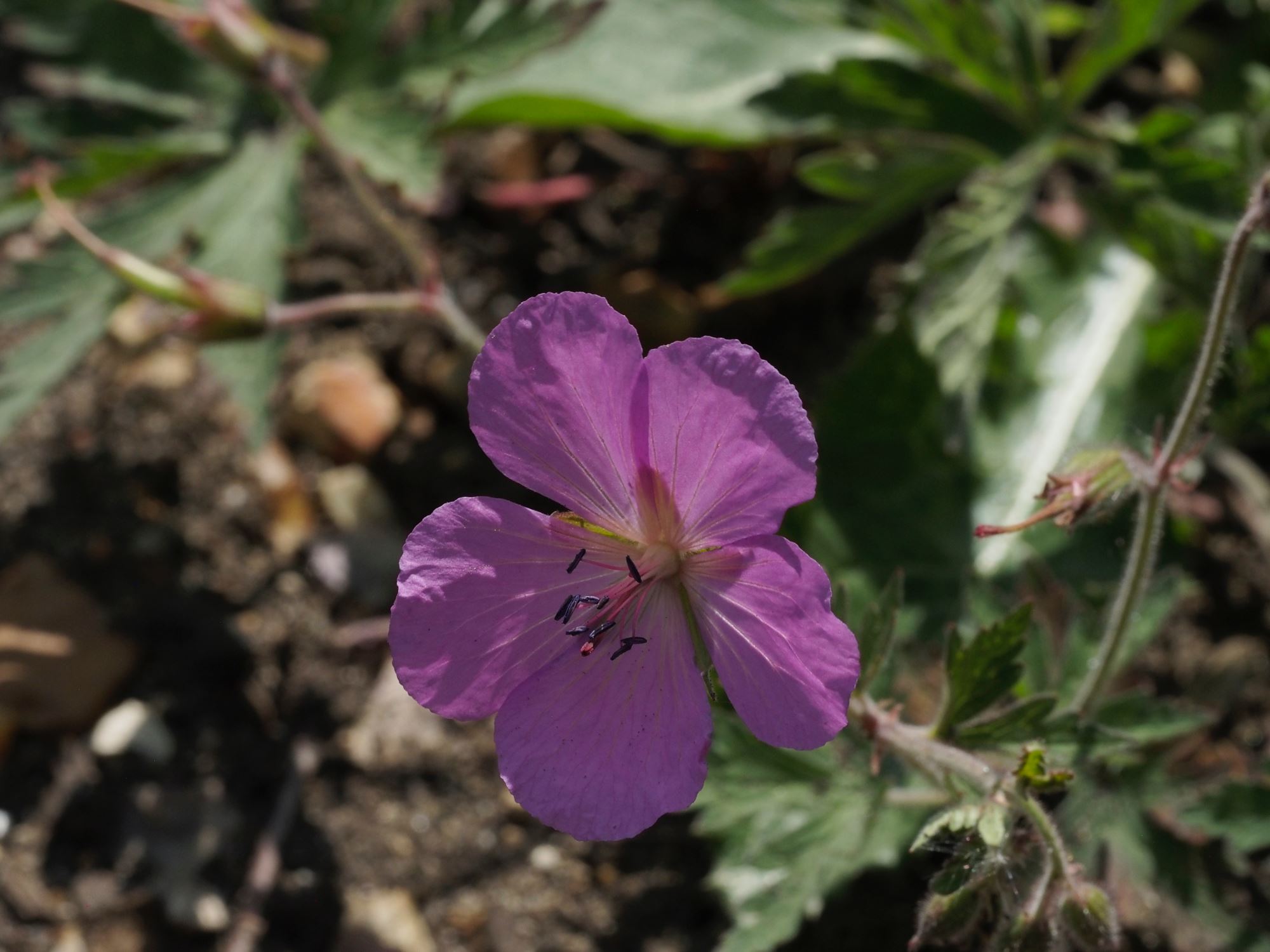 Image of Geranium pratense var. stewartianum 'Elizabeth Yeo'
