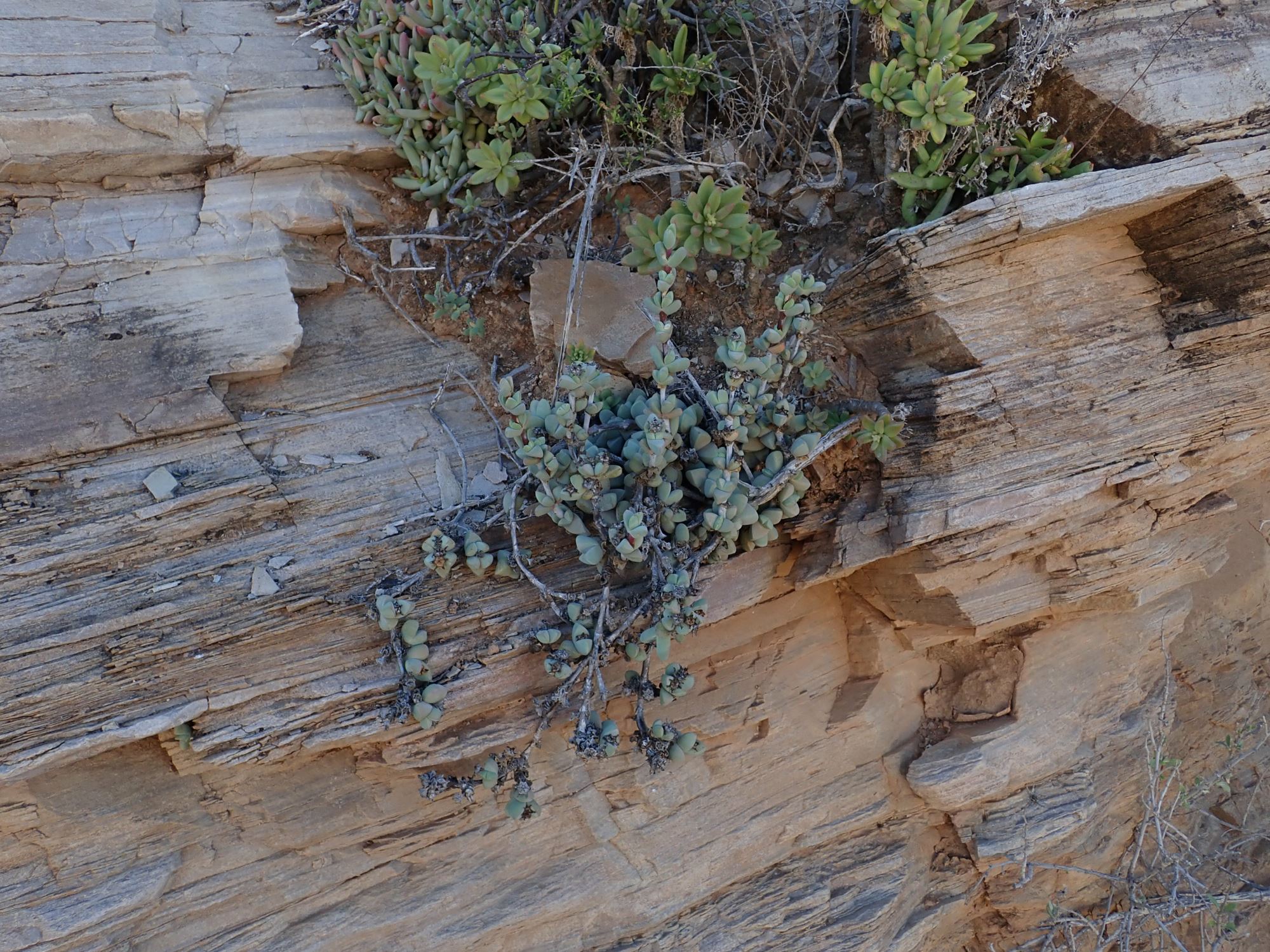 Image of Antimima sp.