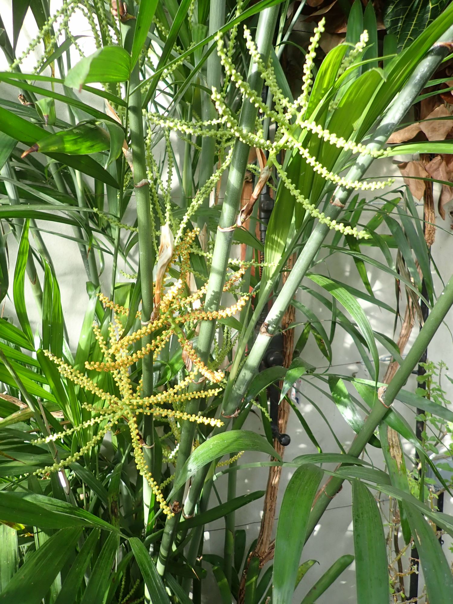 Image of Chamaedorea seifrizii