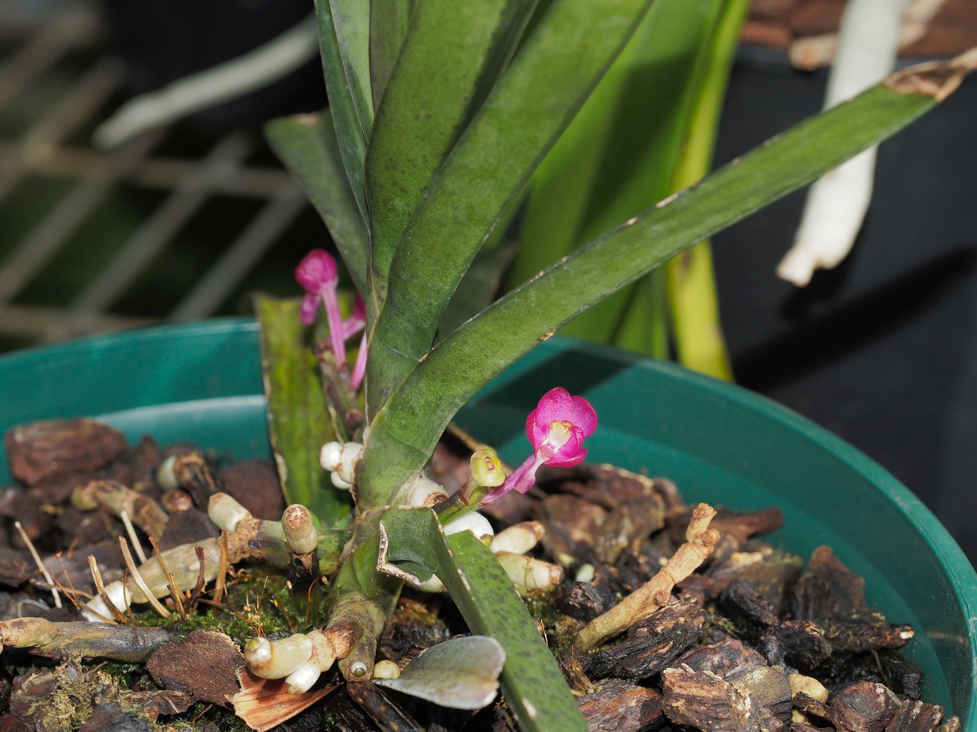 Image of Vanda ampullacea